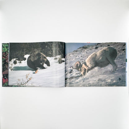 星野道夫　Alaska アラスカ　極北・生命の地図（サイン入り） 朝日新聞社