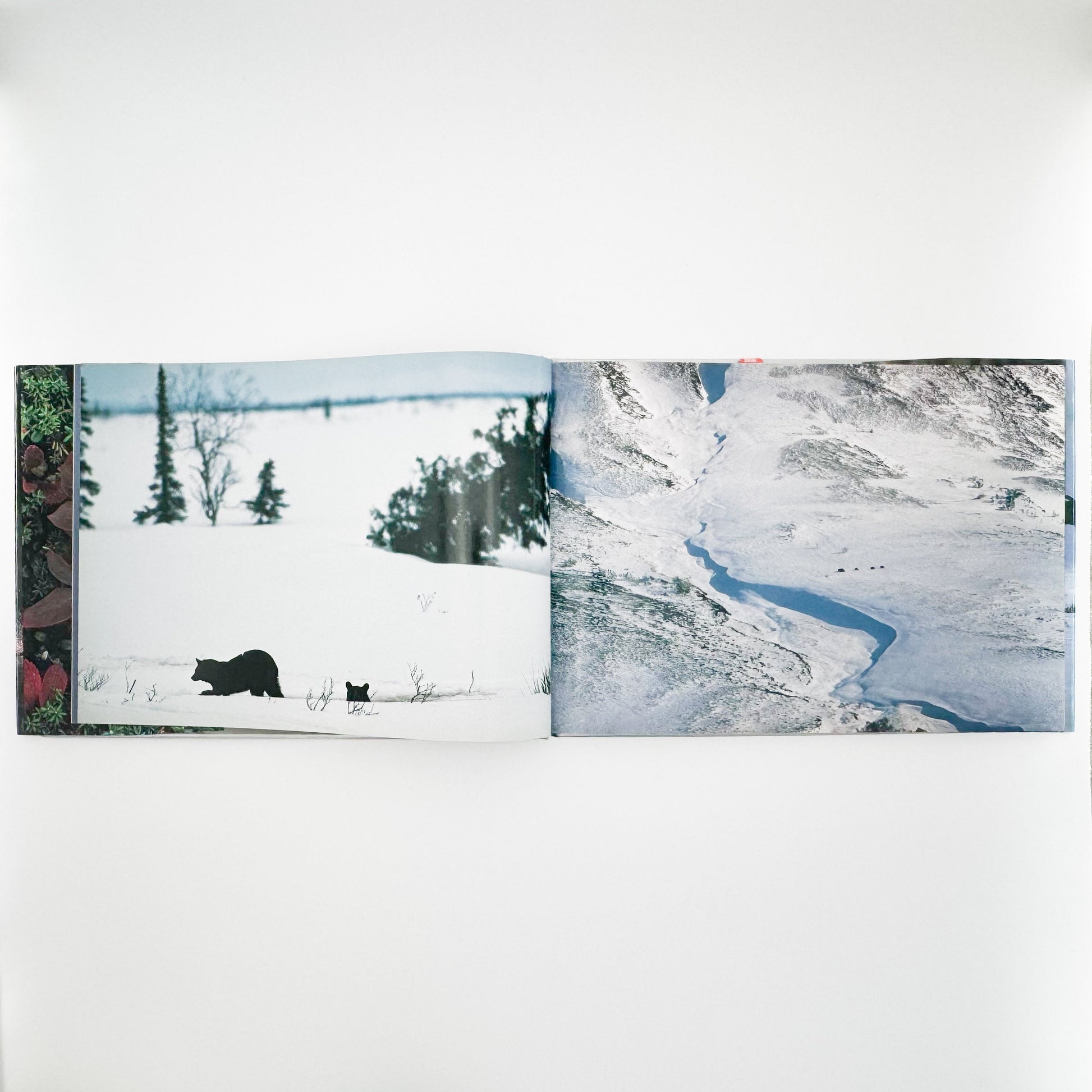 星野道夫　Alaska アラスカ　極北・生命の地図（サイン入り） 朝日新聞社