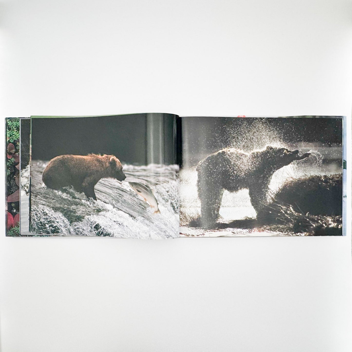 星野道夫　Alaska アラスカ　極北・生命の地図（サイン入り） 朝日新聞社