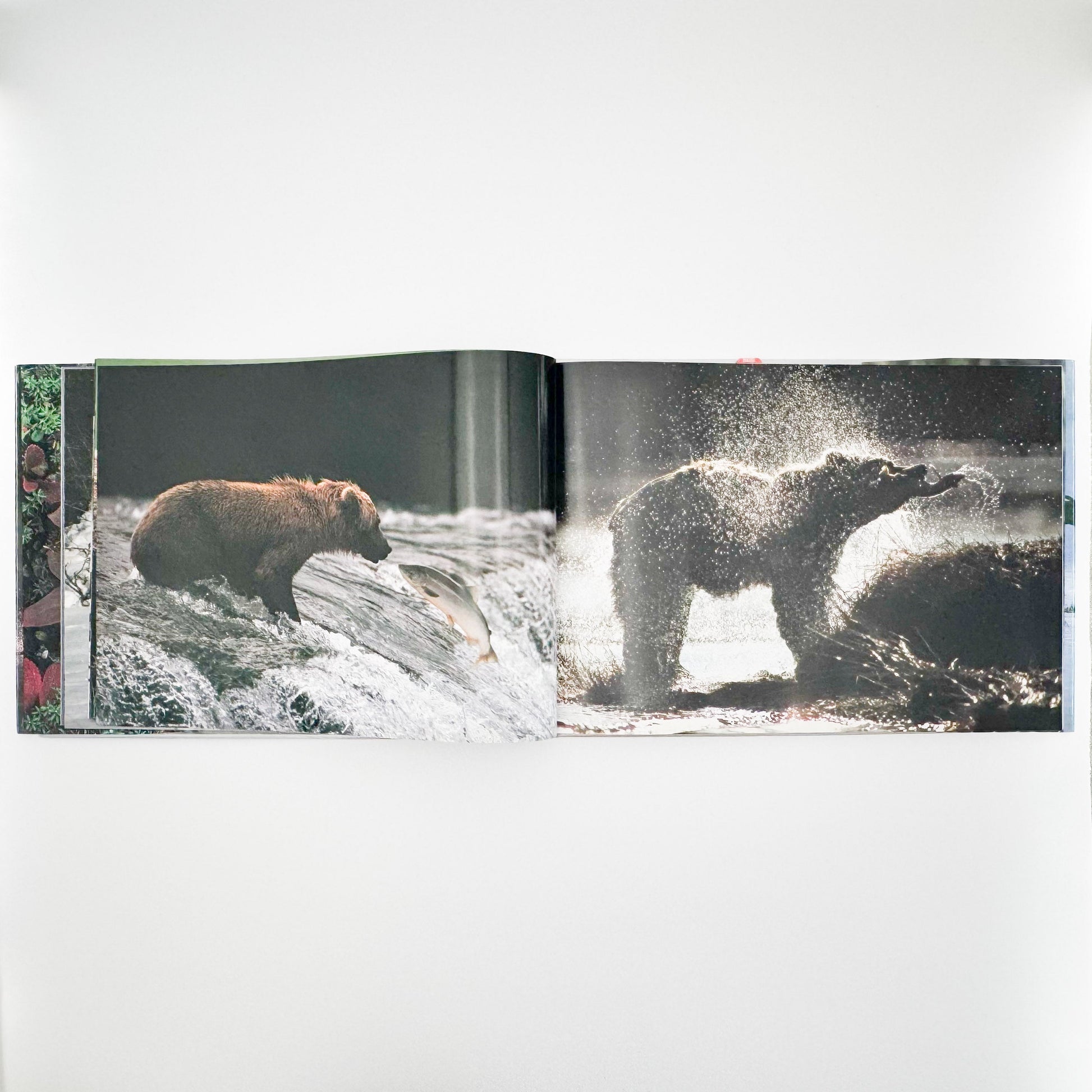 星野道夫　Alaska アラスカ　極北・生命の地図（サイン入り） 朝日新聞社