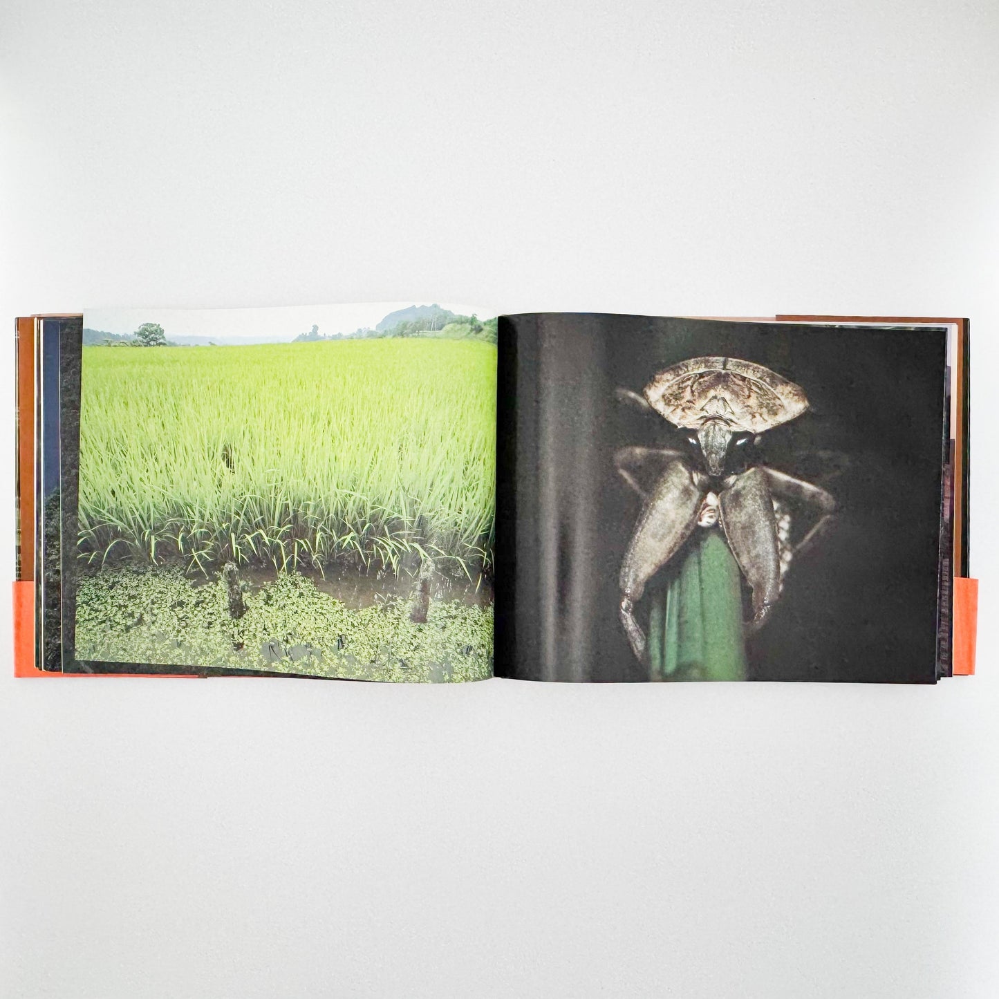 今森光彦　里山物語　In Harmony with Neighboring Nature 新潮社