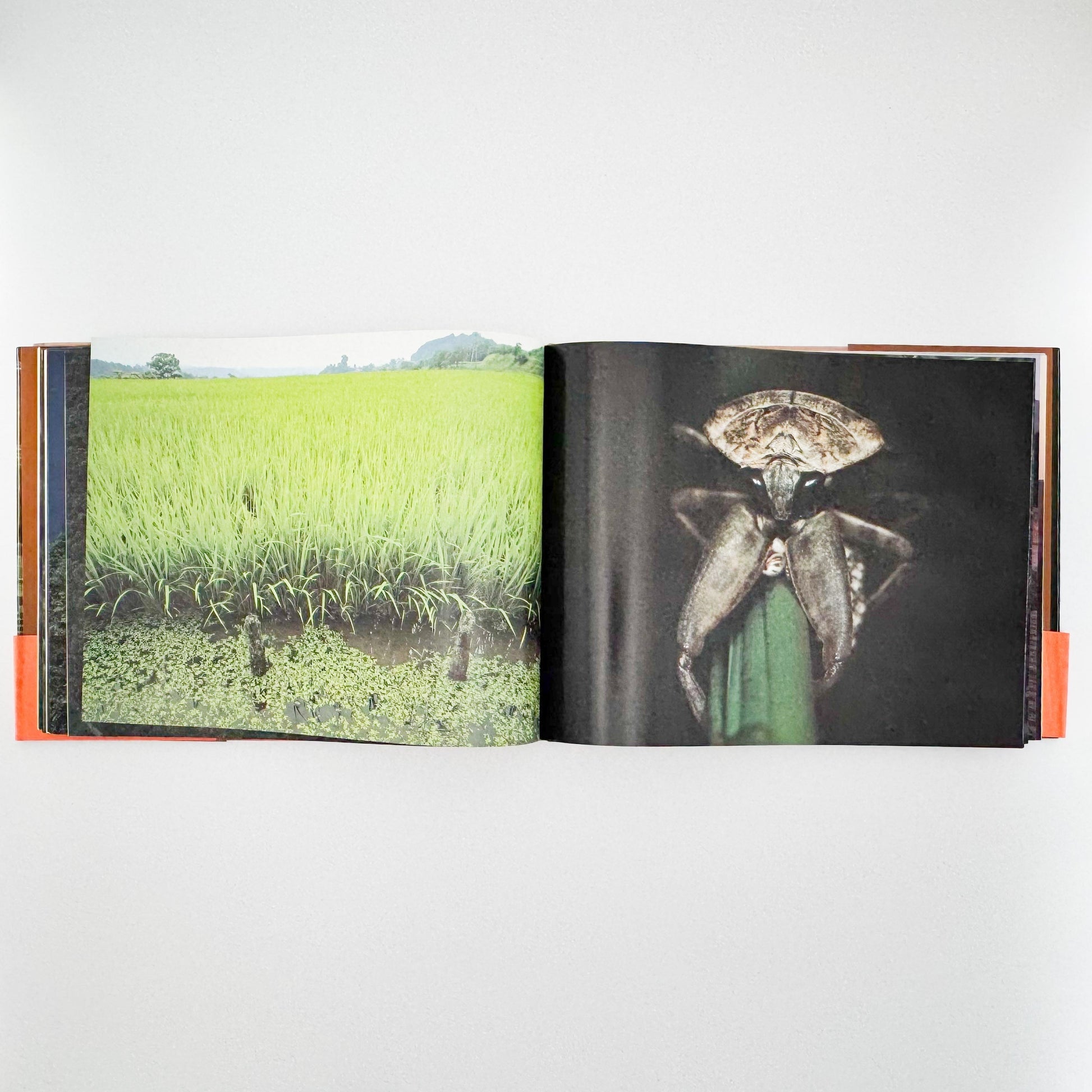 今森光彦　里山物語　In Harmony with Neighboring Nature 新潮社