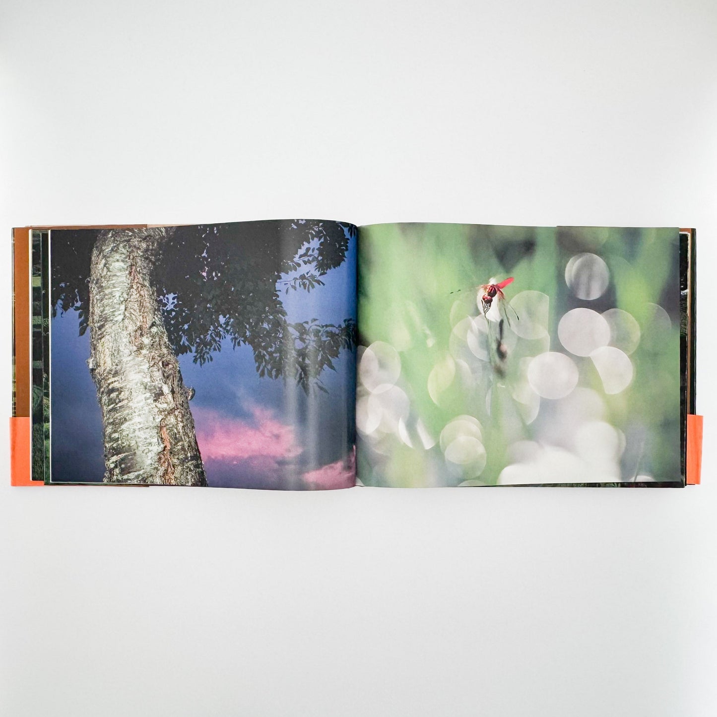 今森光彦　里山物語　In Harmony with Neighboring Nature 新潮社