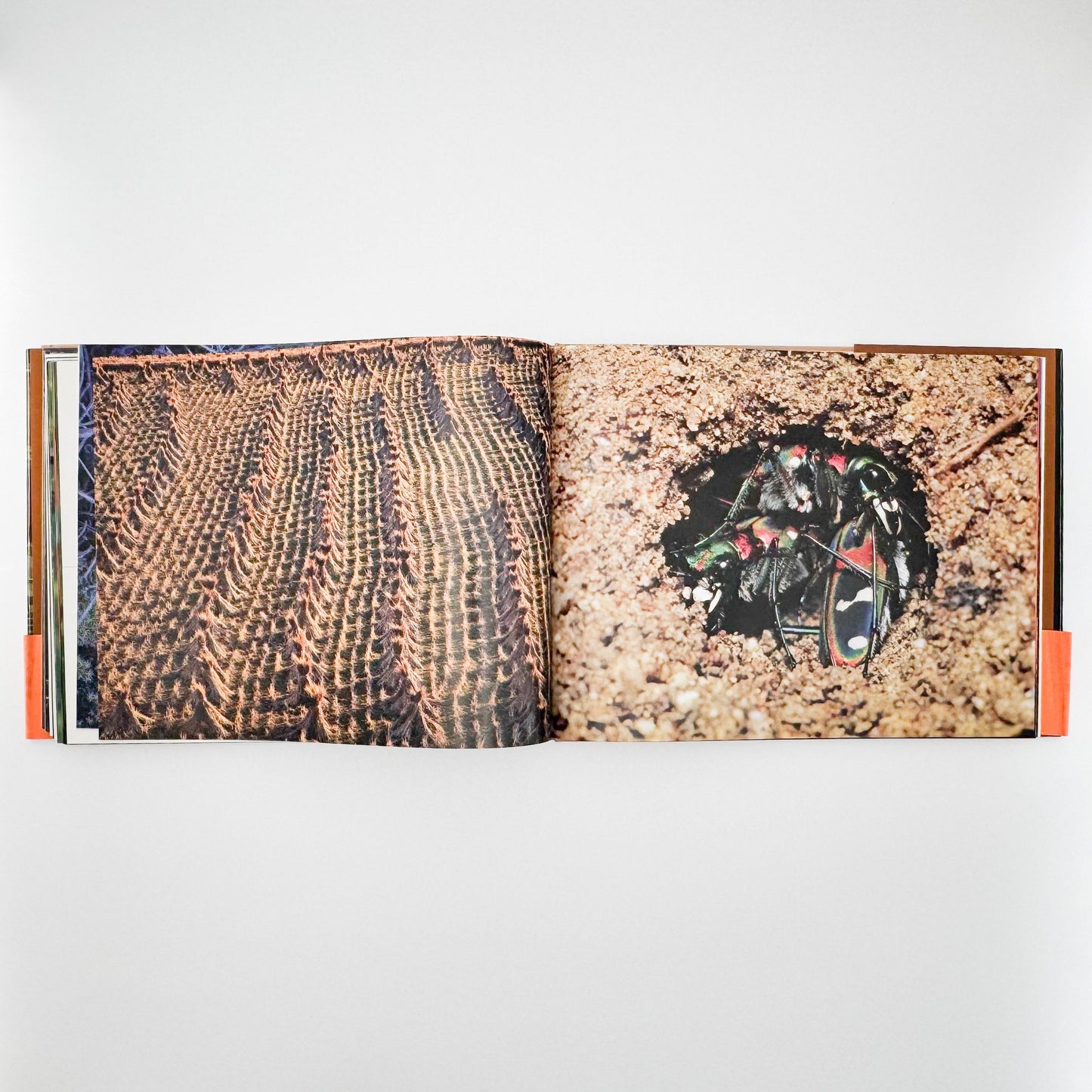 今森光彦　里山物語　In Harmony with Neighboring Nature 新潮社