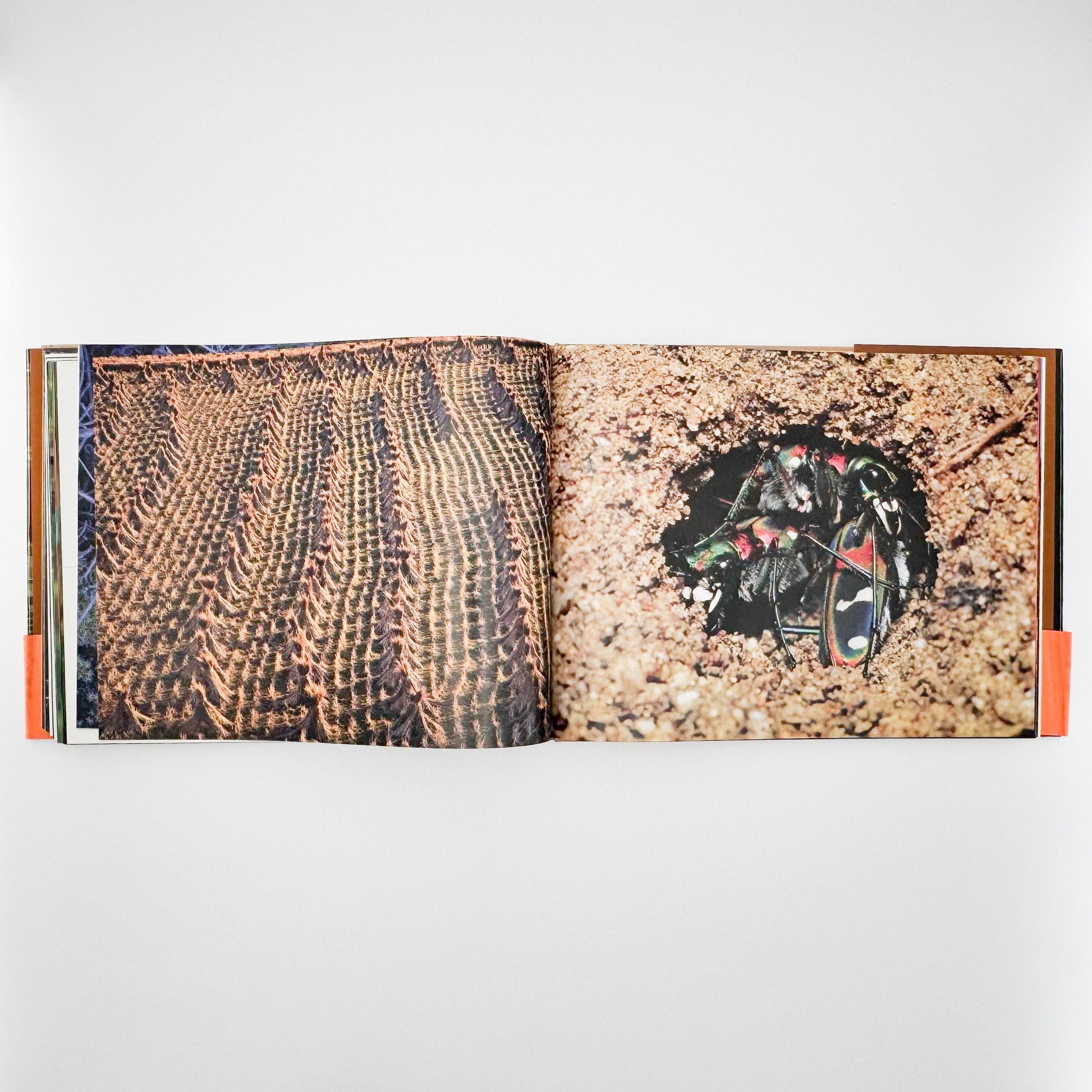 今森光彦　里山物語　In Harmony with Neighboring Nature 新潮社