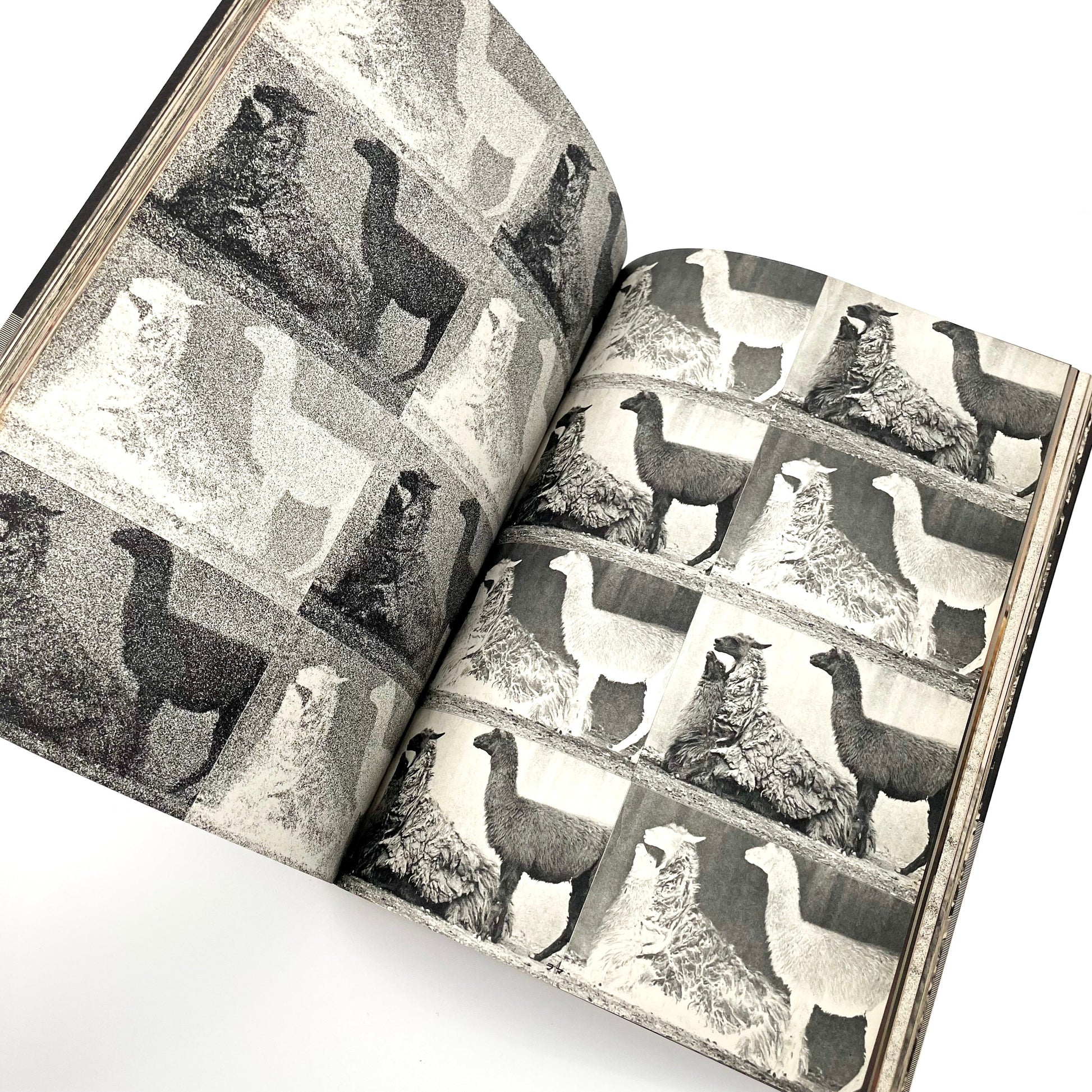 岩合徳光　交尾 ノーベル書房