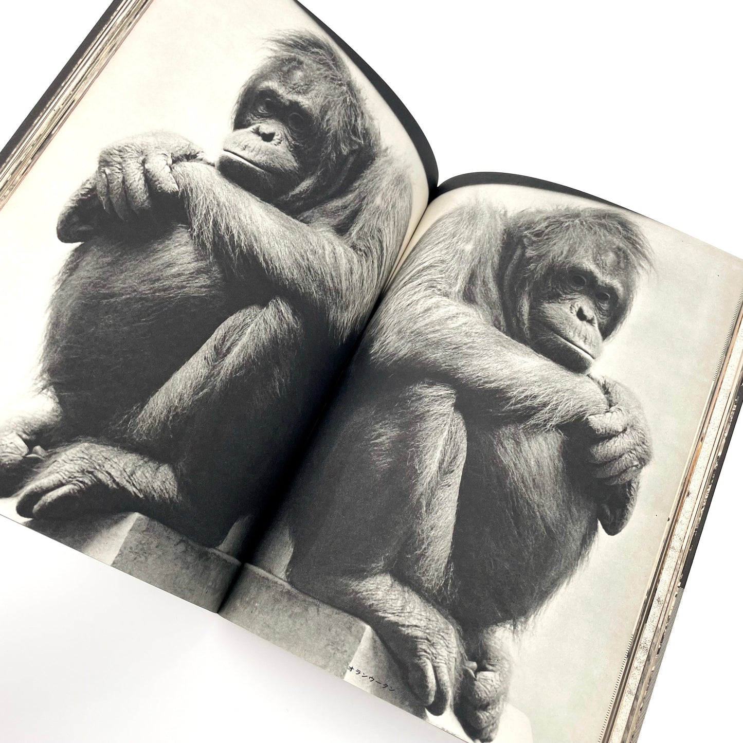 岩合徳光　交尾 ノーベル書房