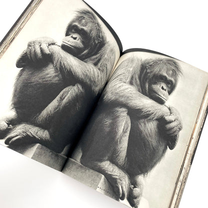 岩合徳光　交尾 ノーベル書房