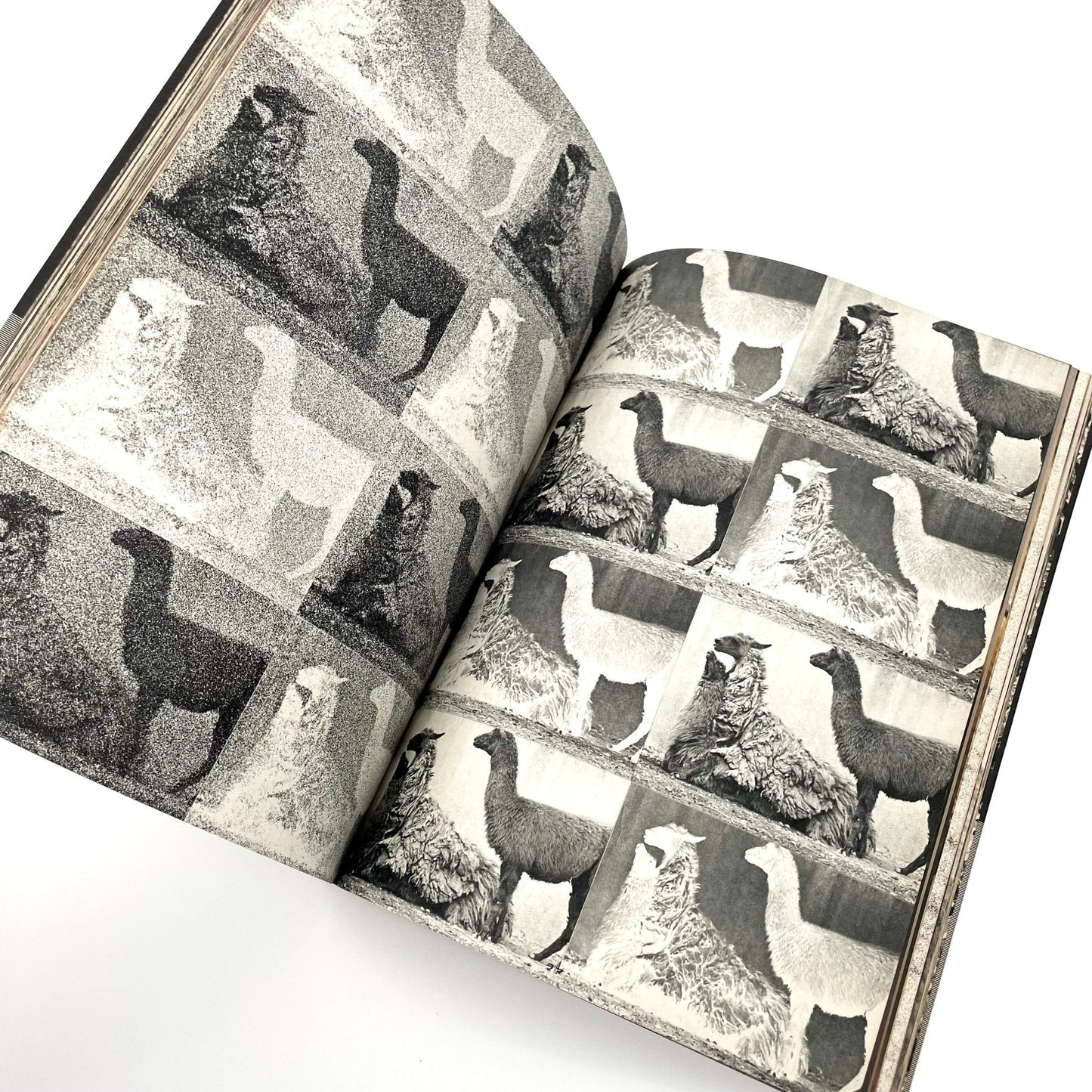 岩合徳光　交尾 - ノーベル書房 - 文福