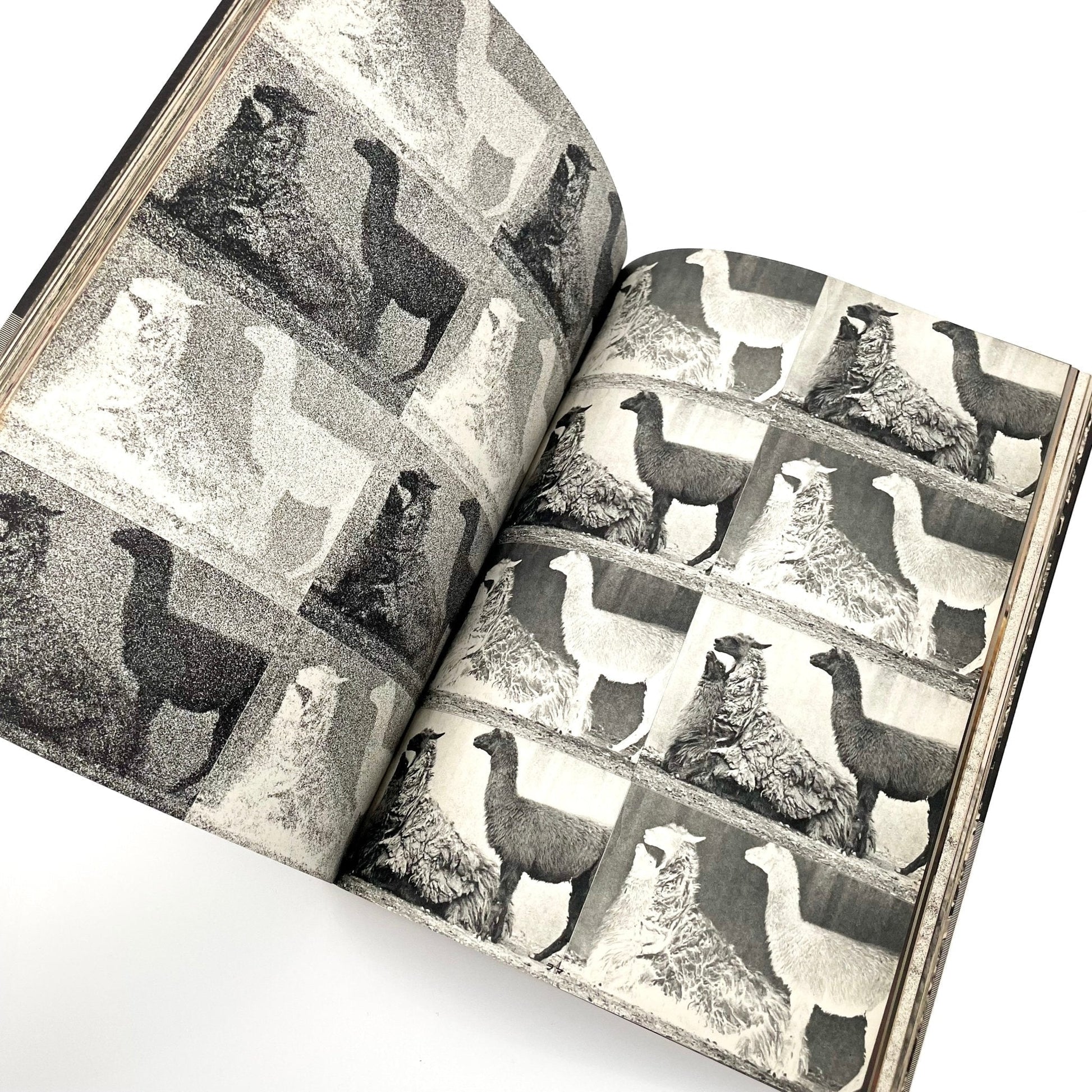 岩合徳光　交尾 - ノーベル書房 - 文福