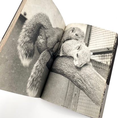 岩合徳光　交尾 ノーベル書房