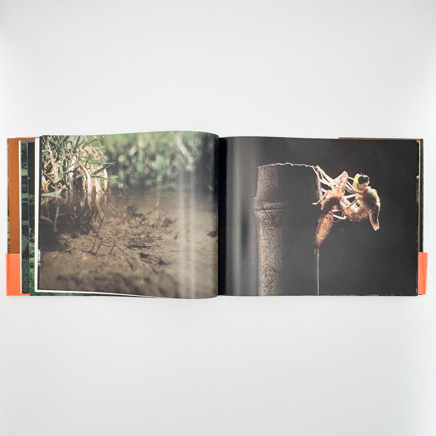 今森光彦　里山物語　In Harmony with Neighboring Nature 新潮社