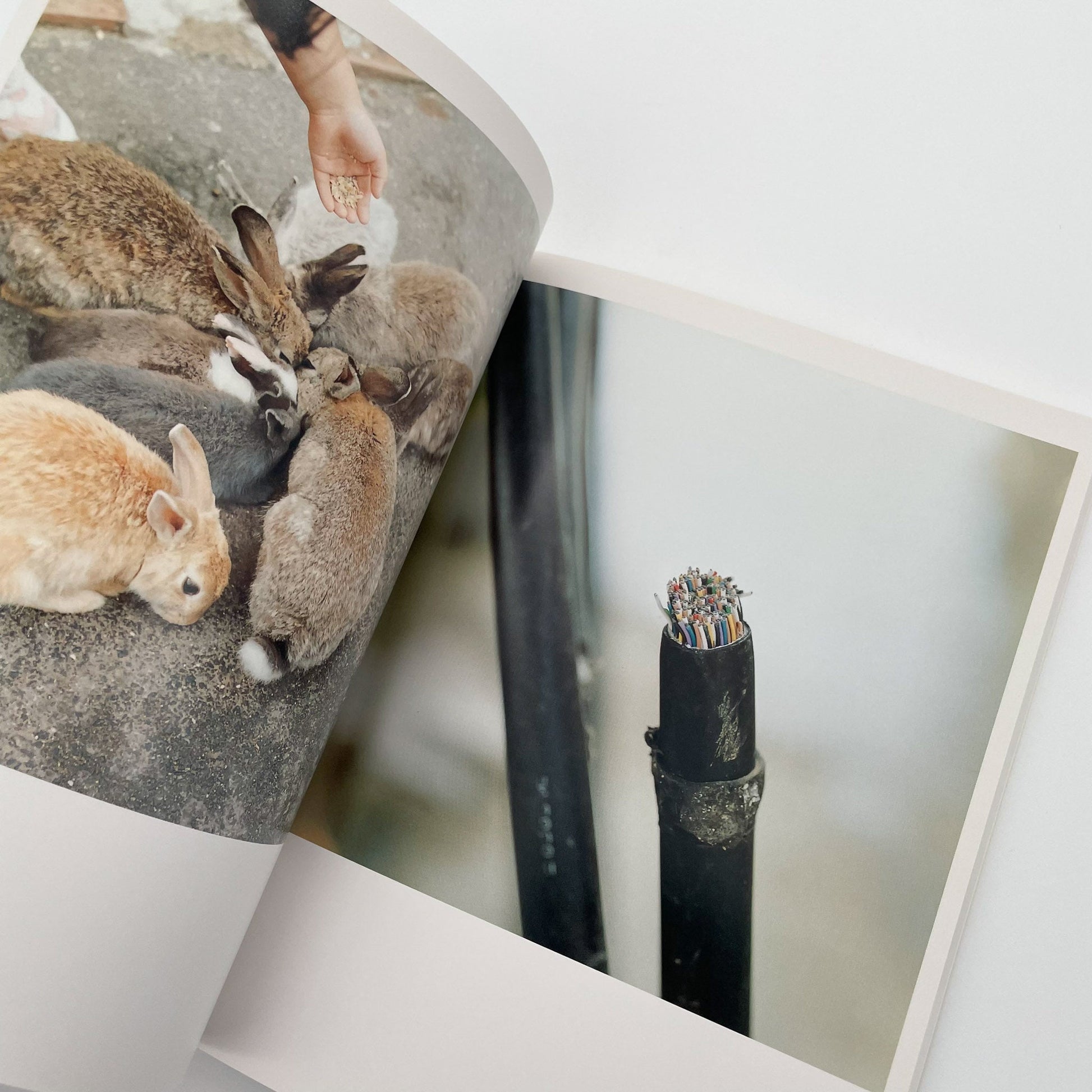 川内倫子　うたたね - 文福