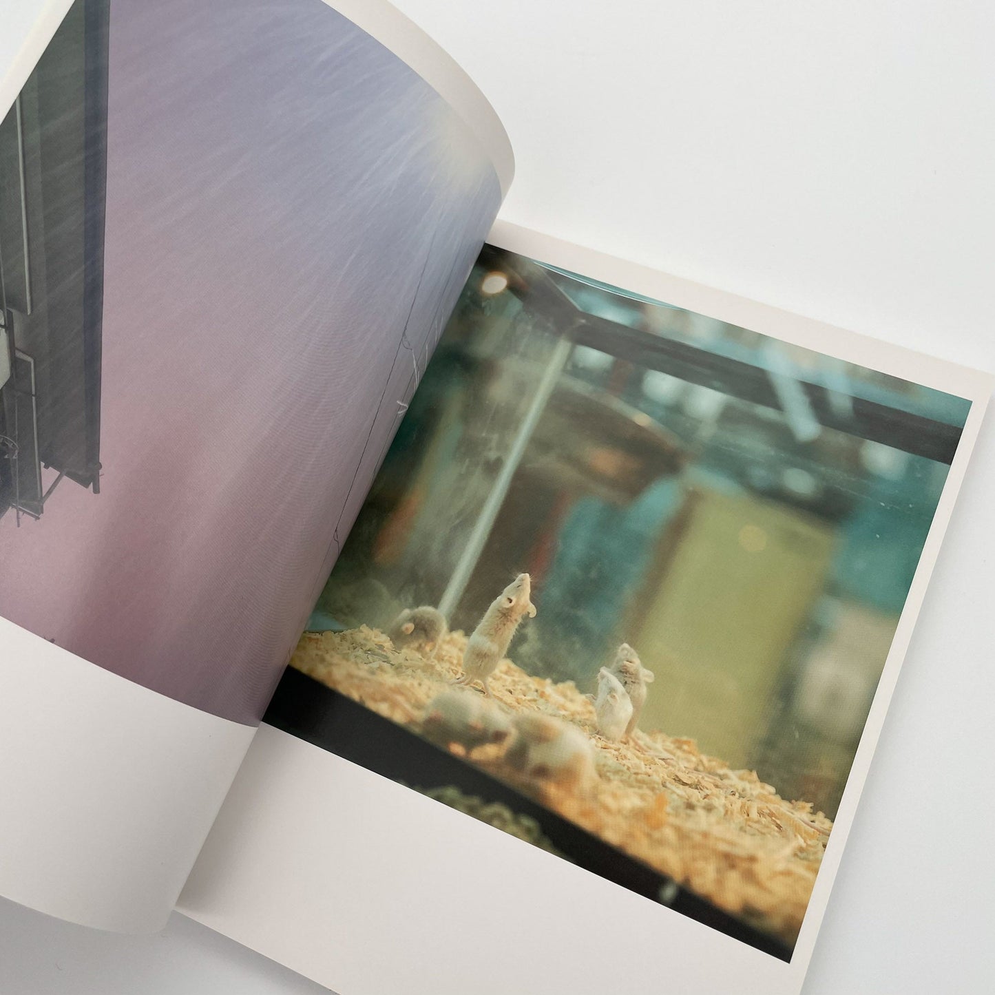 川内倫子　うたたね - 文福