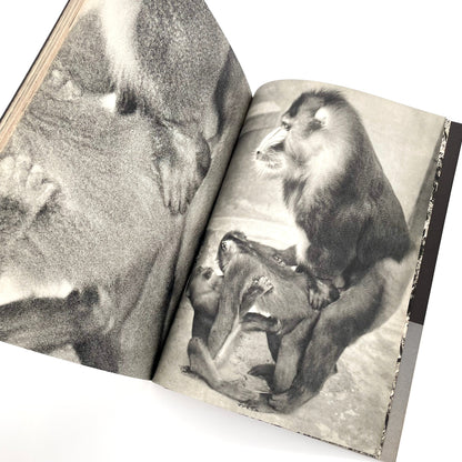 岩合徳光　交尾 ノーベル書房