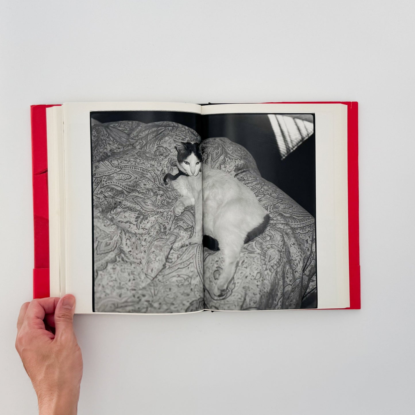 荒木経惟　写真私情主義 平凡社