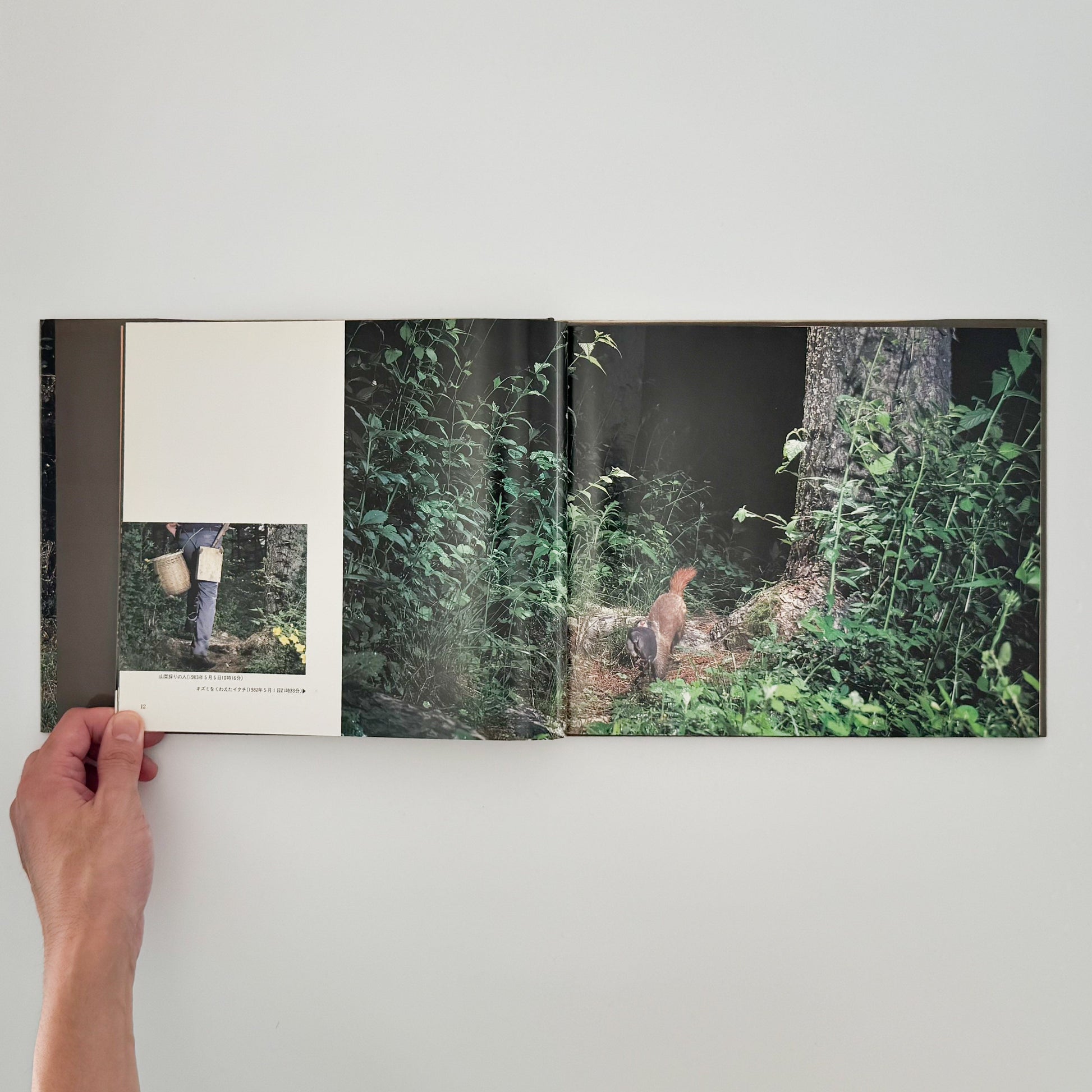 宮崎学　けもの道の四季 平凡社