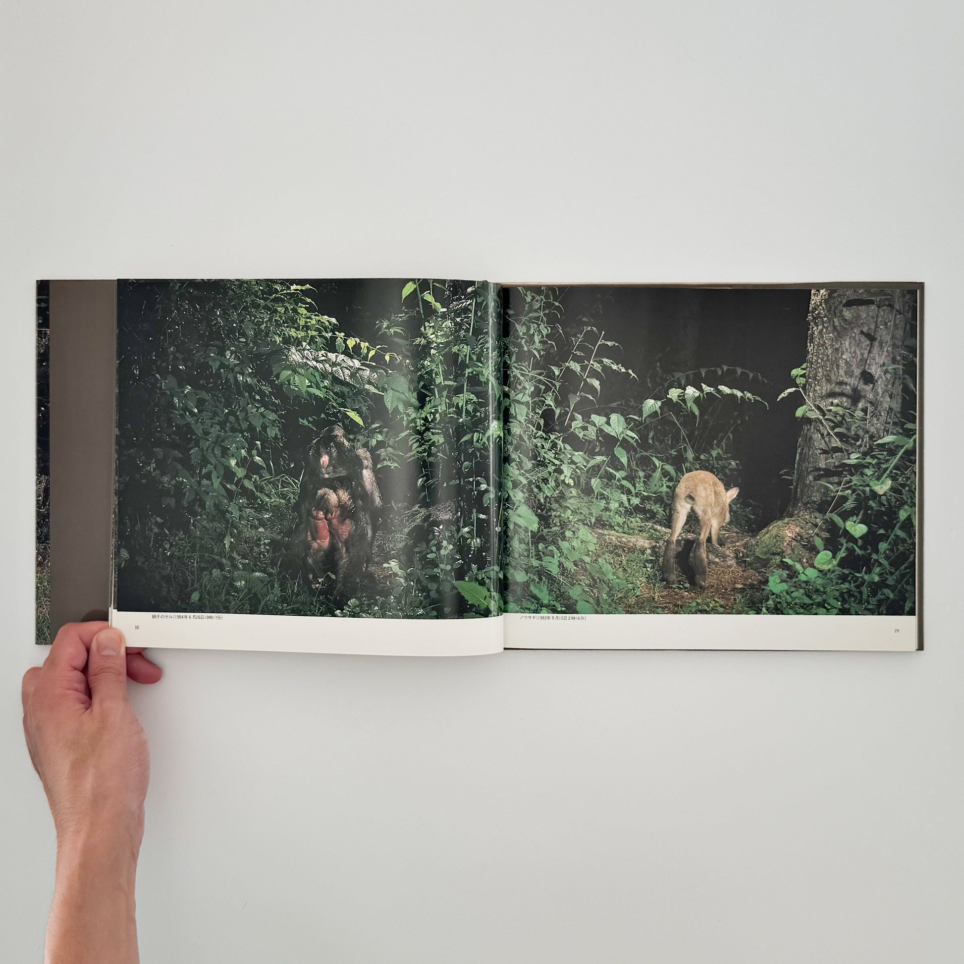 宮崎学　けもの道の四季 平凡社