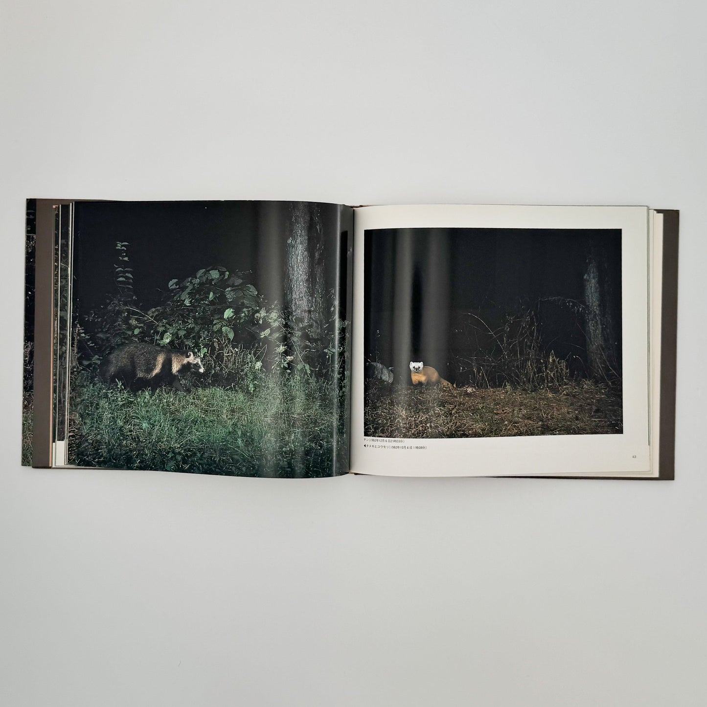 宮崎学　けもの道の四季 平凡社