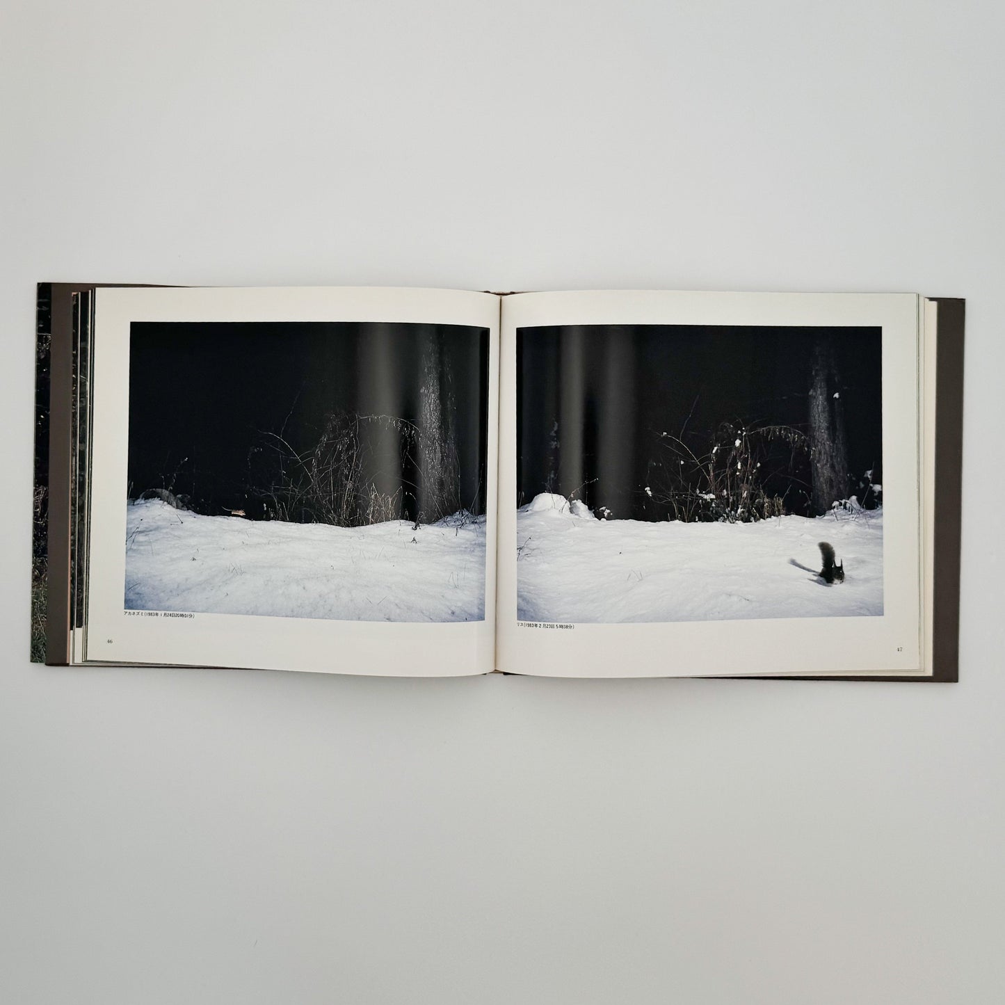 宮崎学　けもの道の四季 平凡社