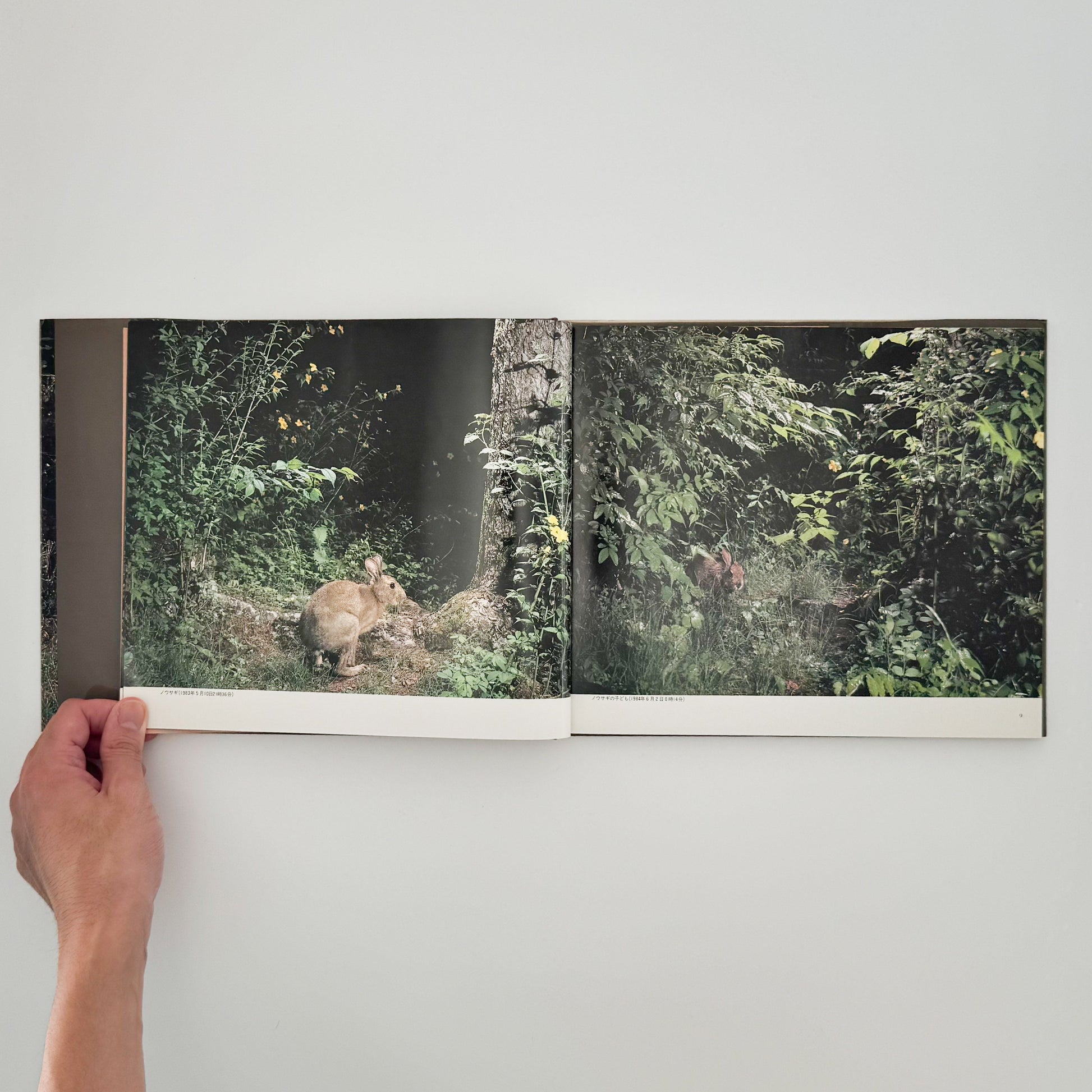 宮崎学　けもの道の四季 平凡社