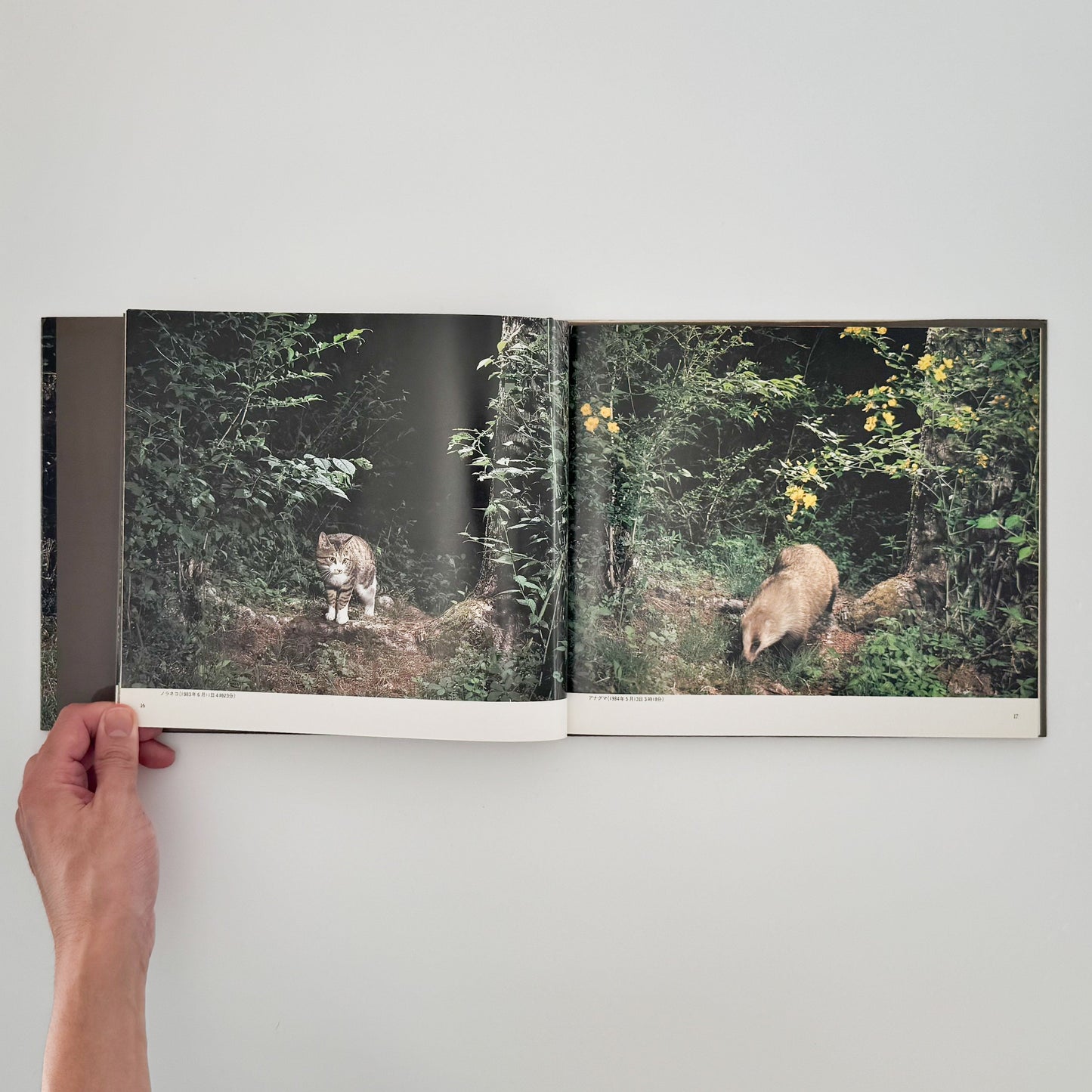 宮崎学　けもの道の四季 平凡社