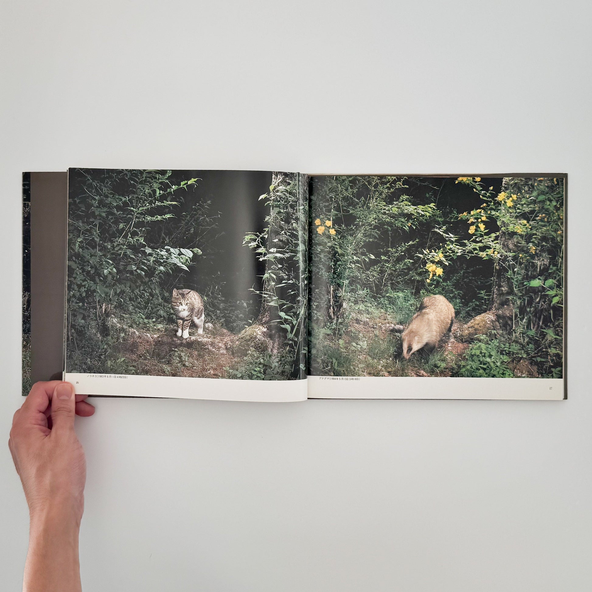 宮崎学　けもの道の四季 平凡社