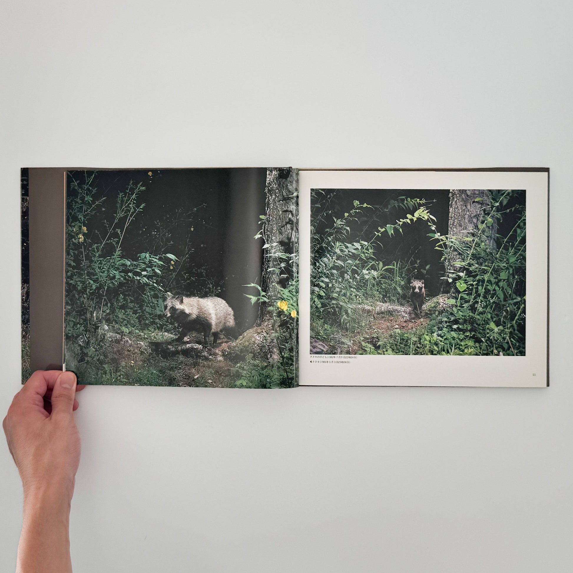 宮崎学　けもの道の四季 平凡社