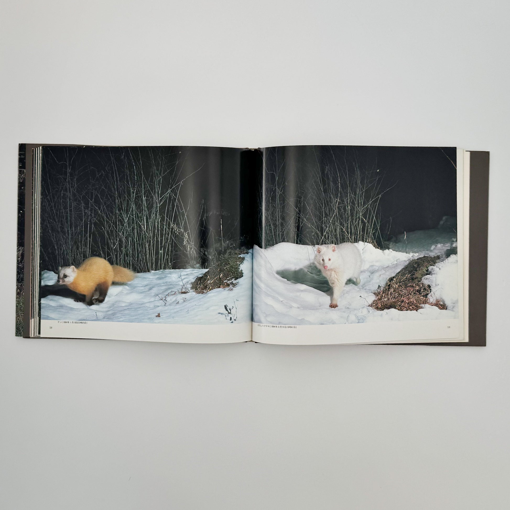 宮崎学　けもの道の四季 平凡社