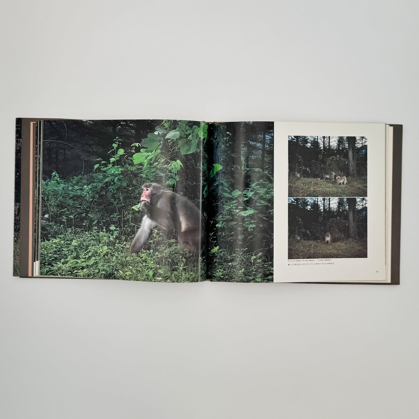 宮崎学　けもの道の四季 平凡社