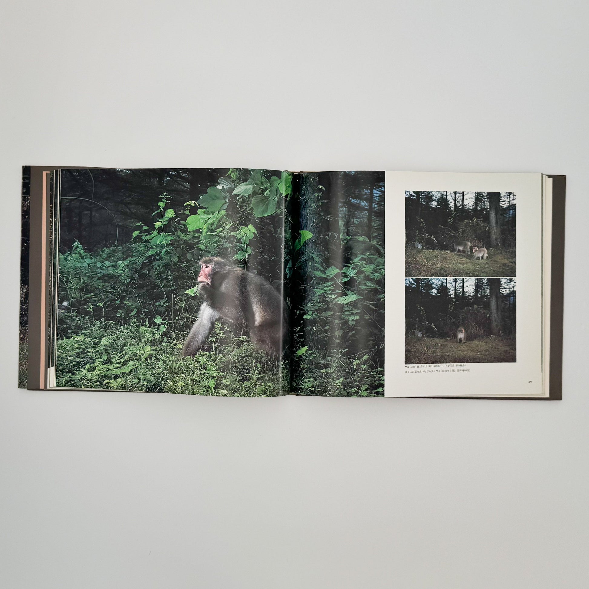 宮崎学　けもの道の四季 平凡社