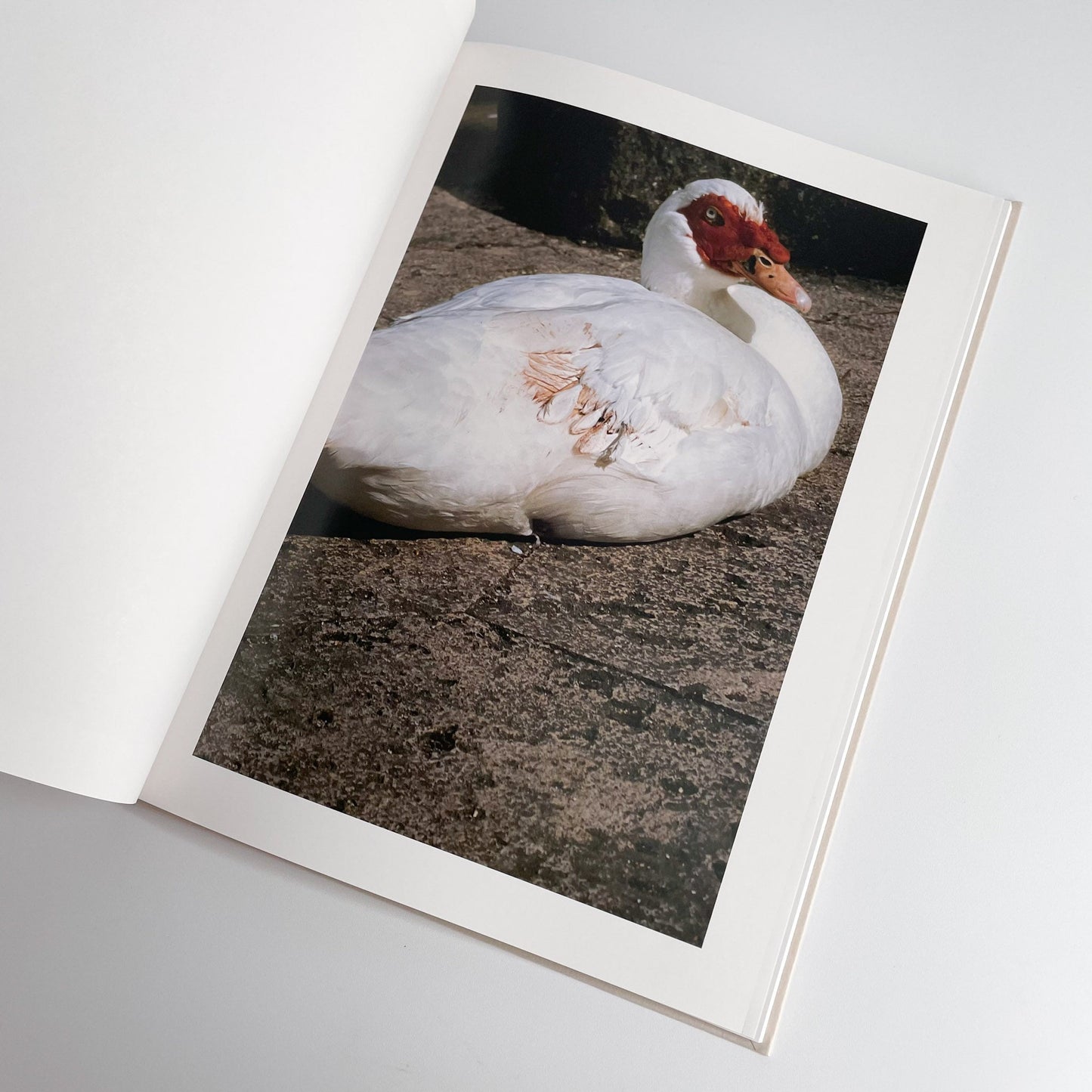 中平卓馬　沖縄 ラットホールギャラリー