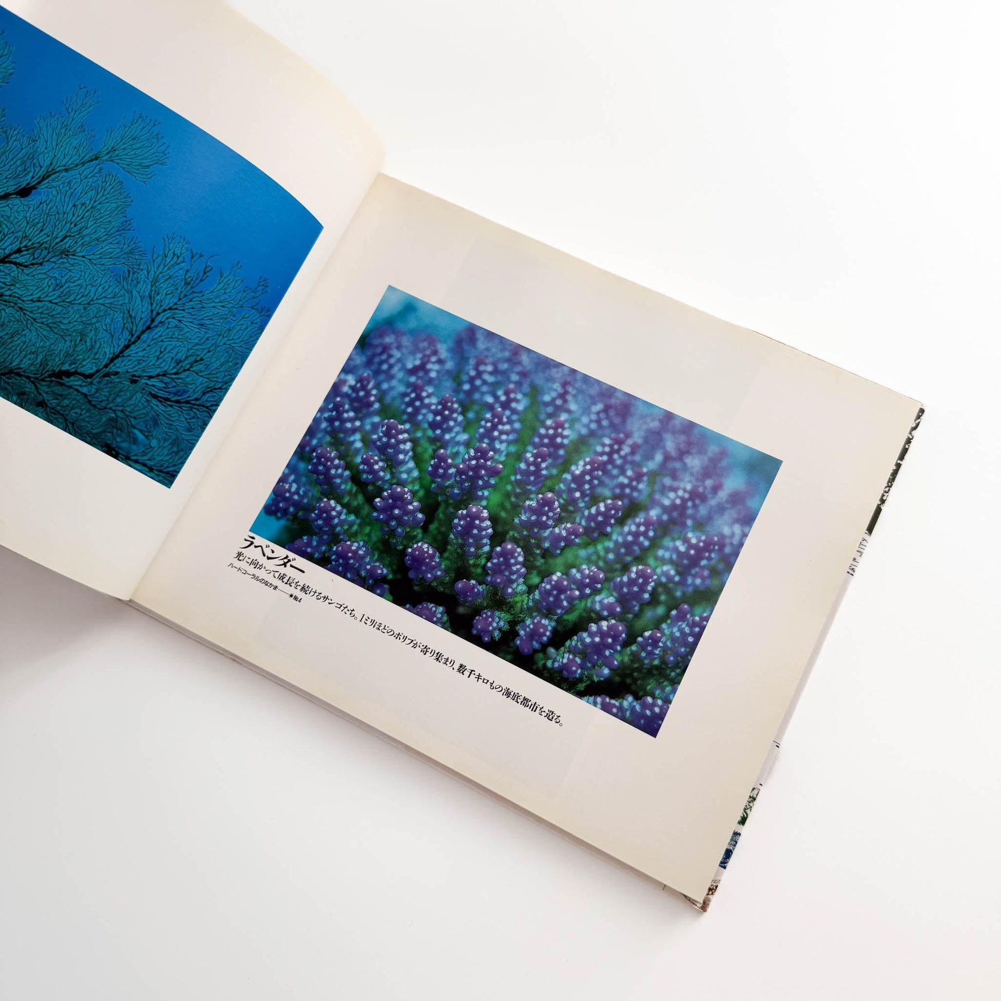 中村征夫　海中顔面博覧会（サイン・イラスト入り） 情報センター出版局