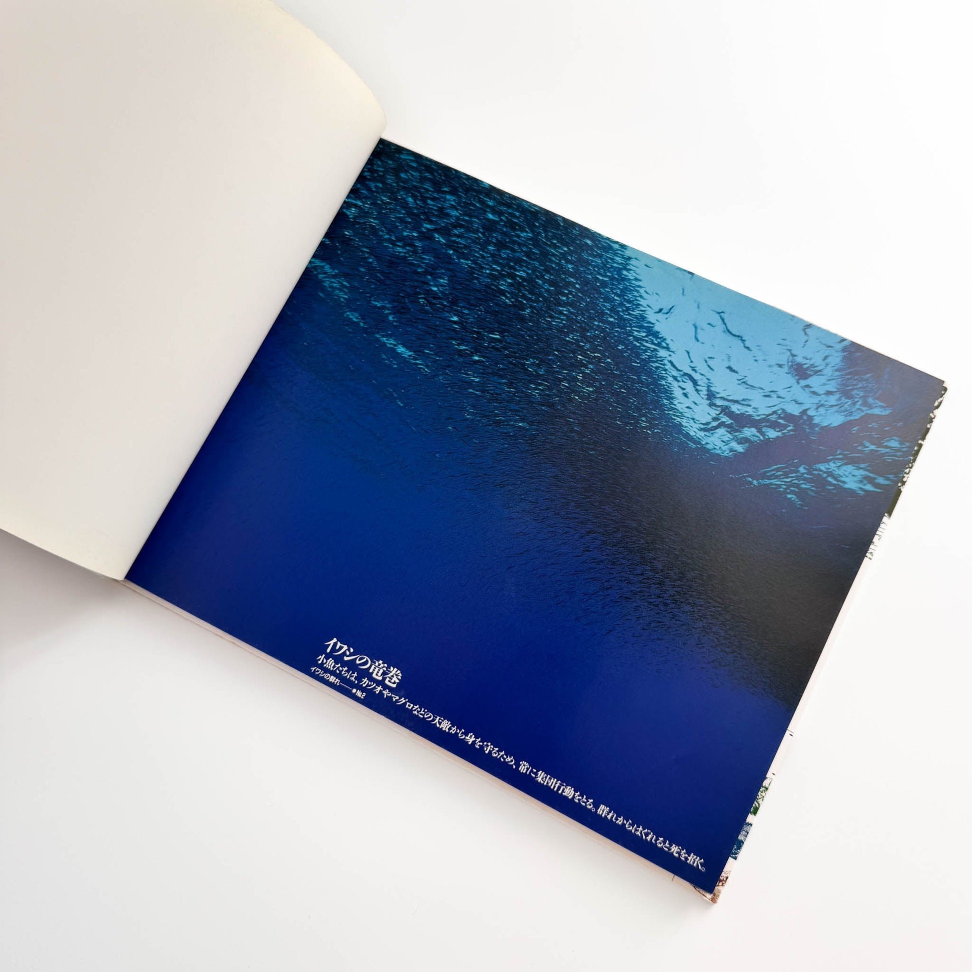 中村征夫　海中顔面博覧会（サイン・イラスト入り） 情報センター出版局