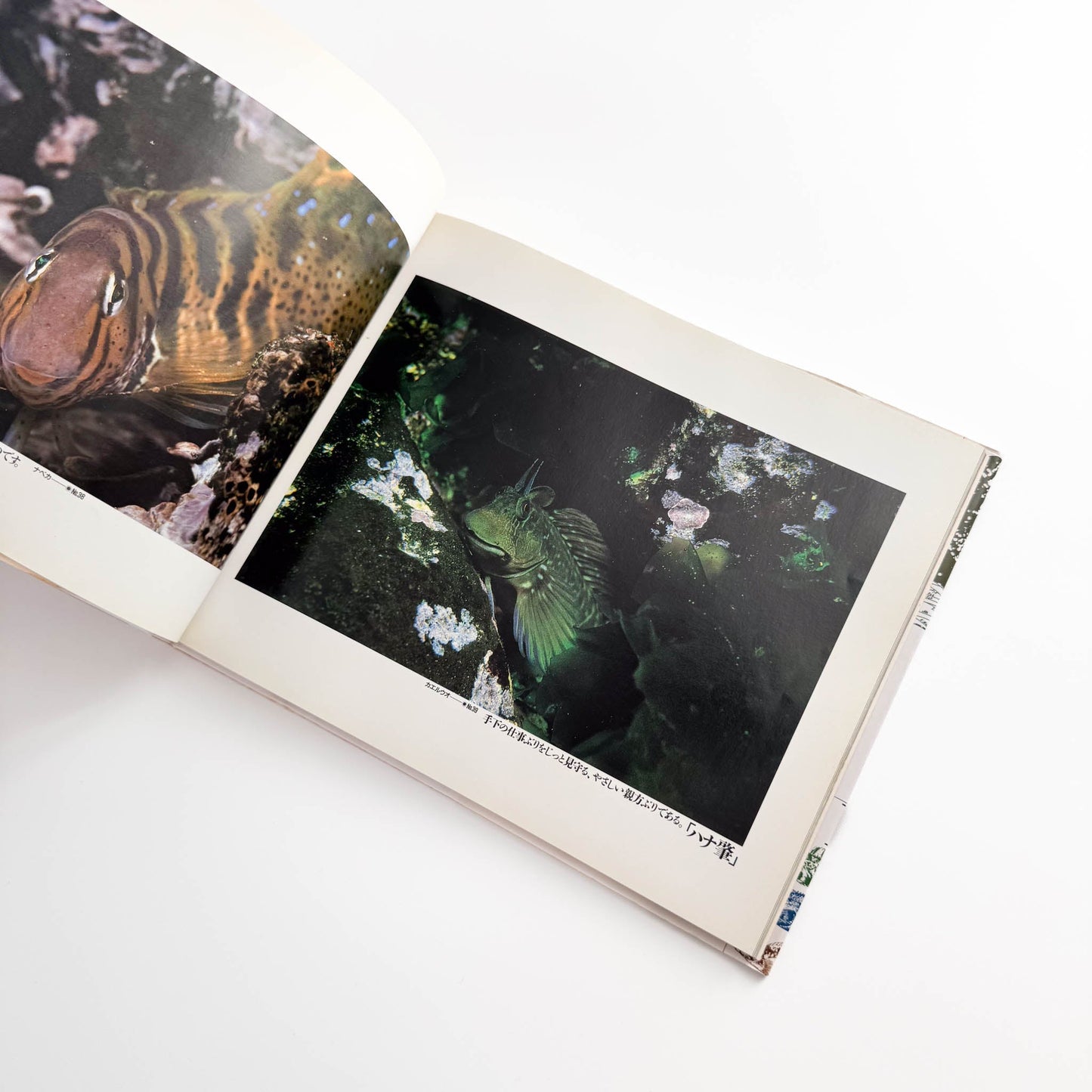 中村征夫　海中顔面博覧会（サイン・イラスト入り） 情報センター出版局