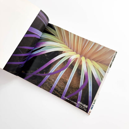 中村征夫　海中顔面博覧会（サイン・イラスト入り） 情報センター出版局