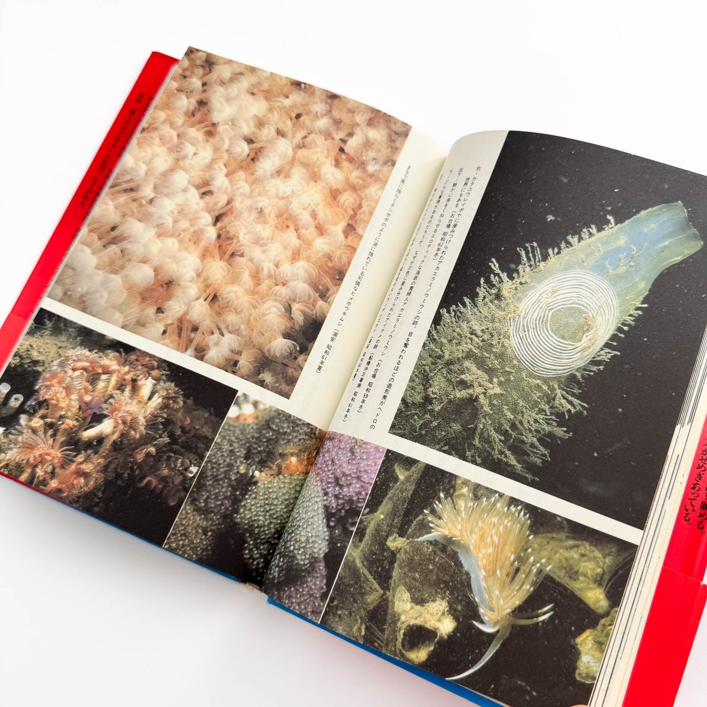 中村征夫　全・東京湾 情報センター出版局