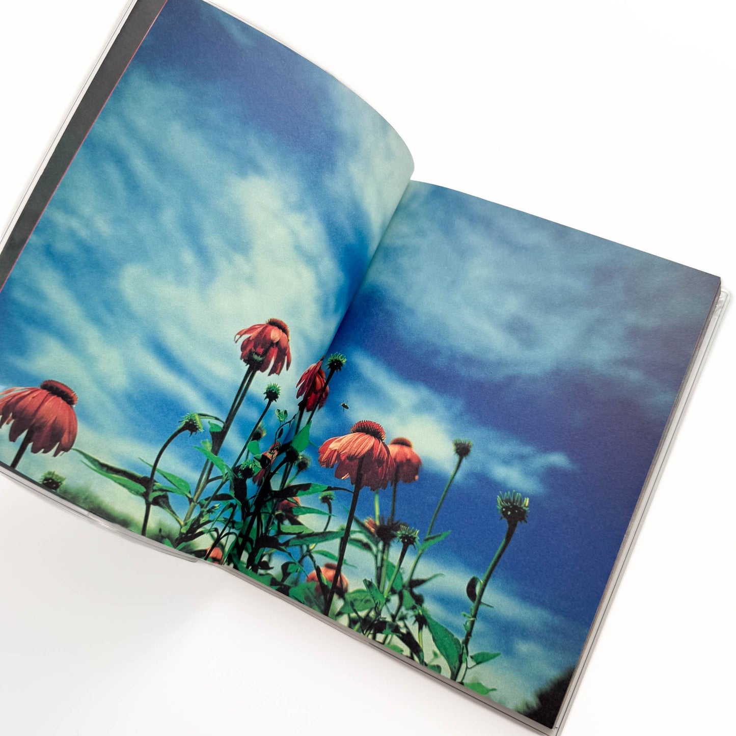 蜷川実花　Pink Rose Suite （新装版） エディション・トレヴィル