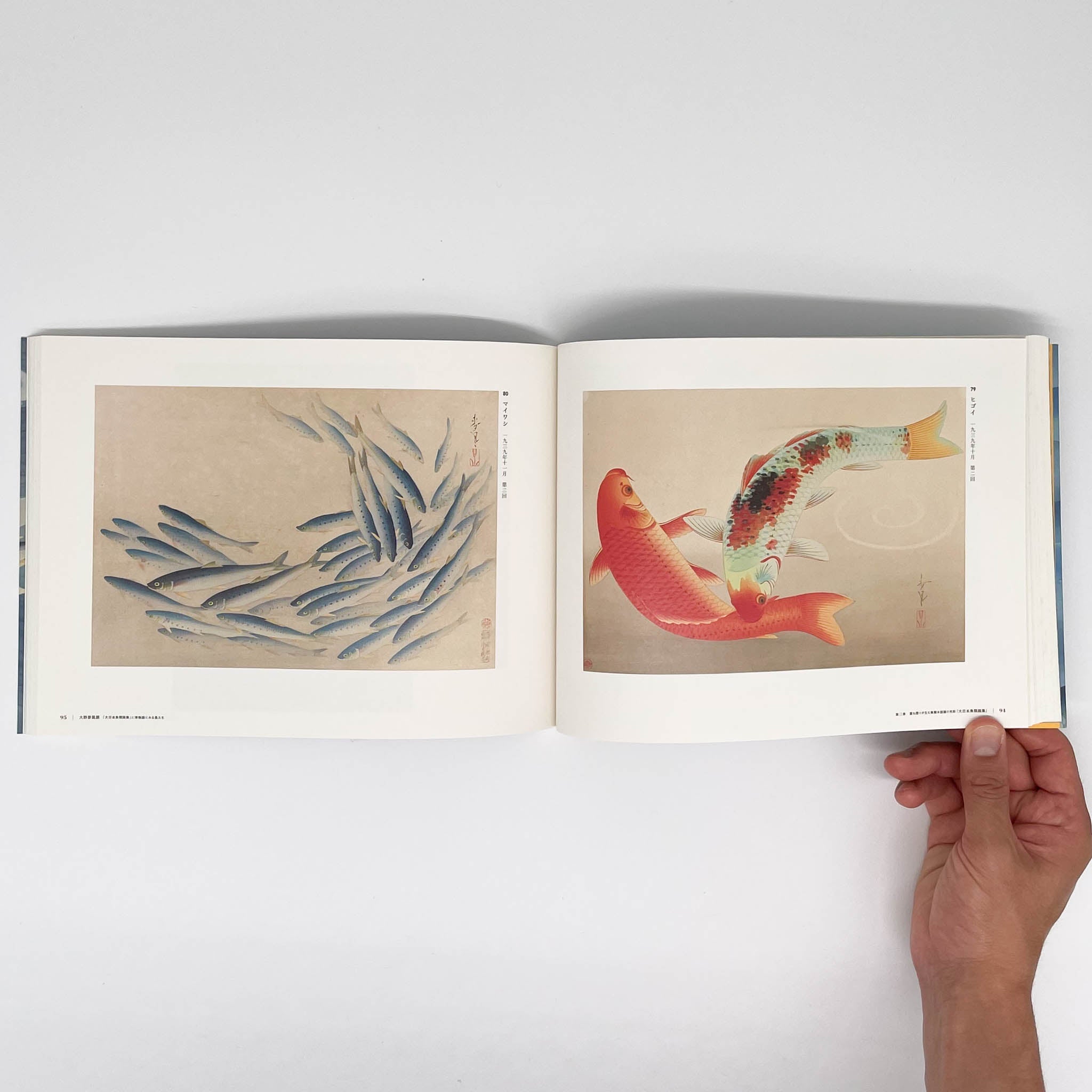 大野麥風展 「大日本魚類画集」と博物画にみる魚たち （展覧会図録