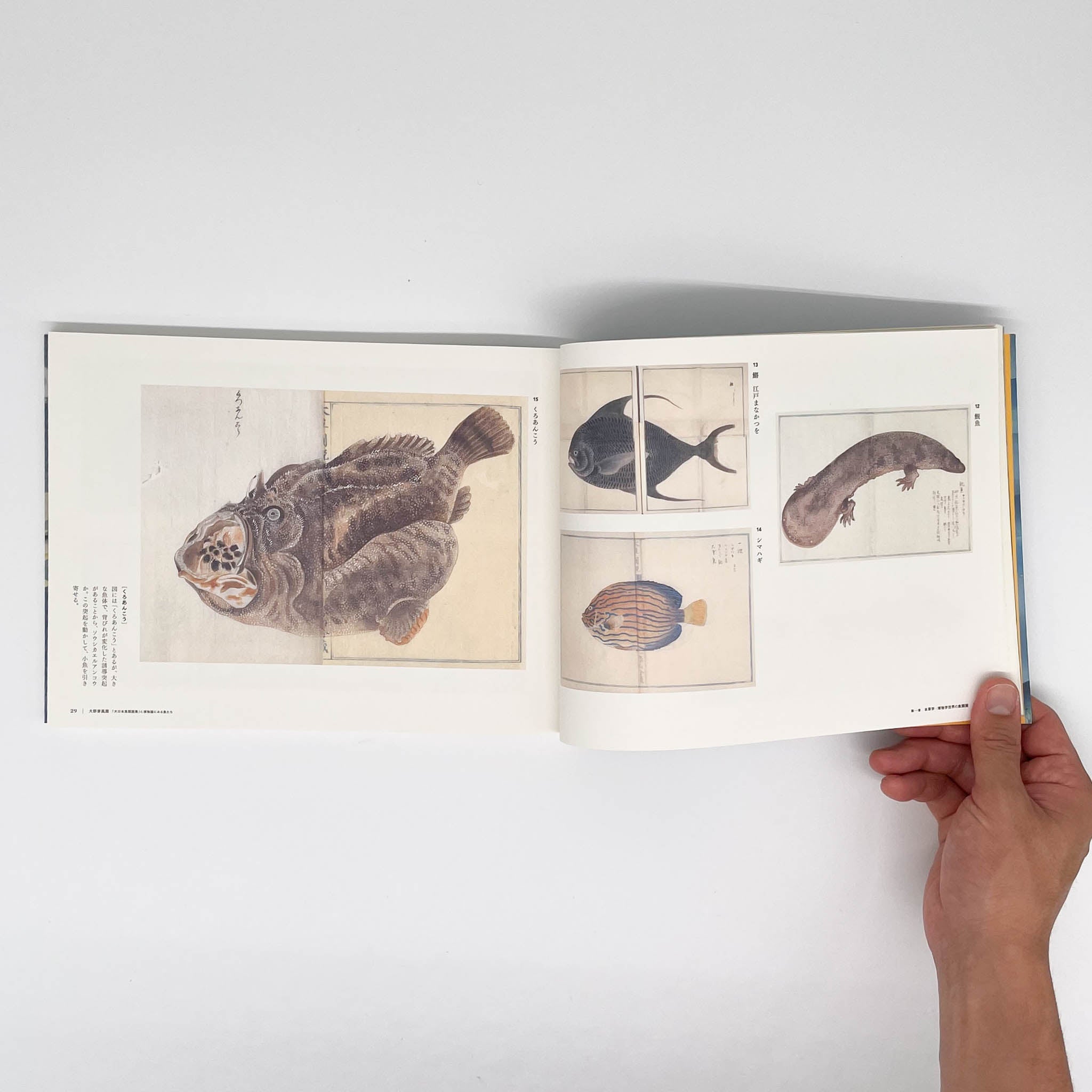 大野麥風展 「大日本魚類画集」と博物画にみる魚たち （展覧会図録