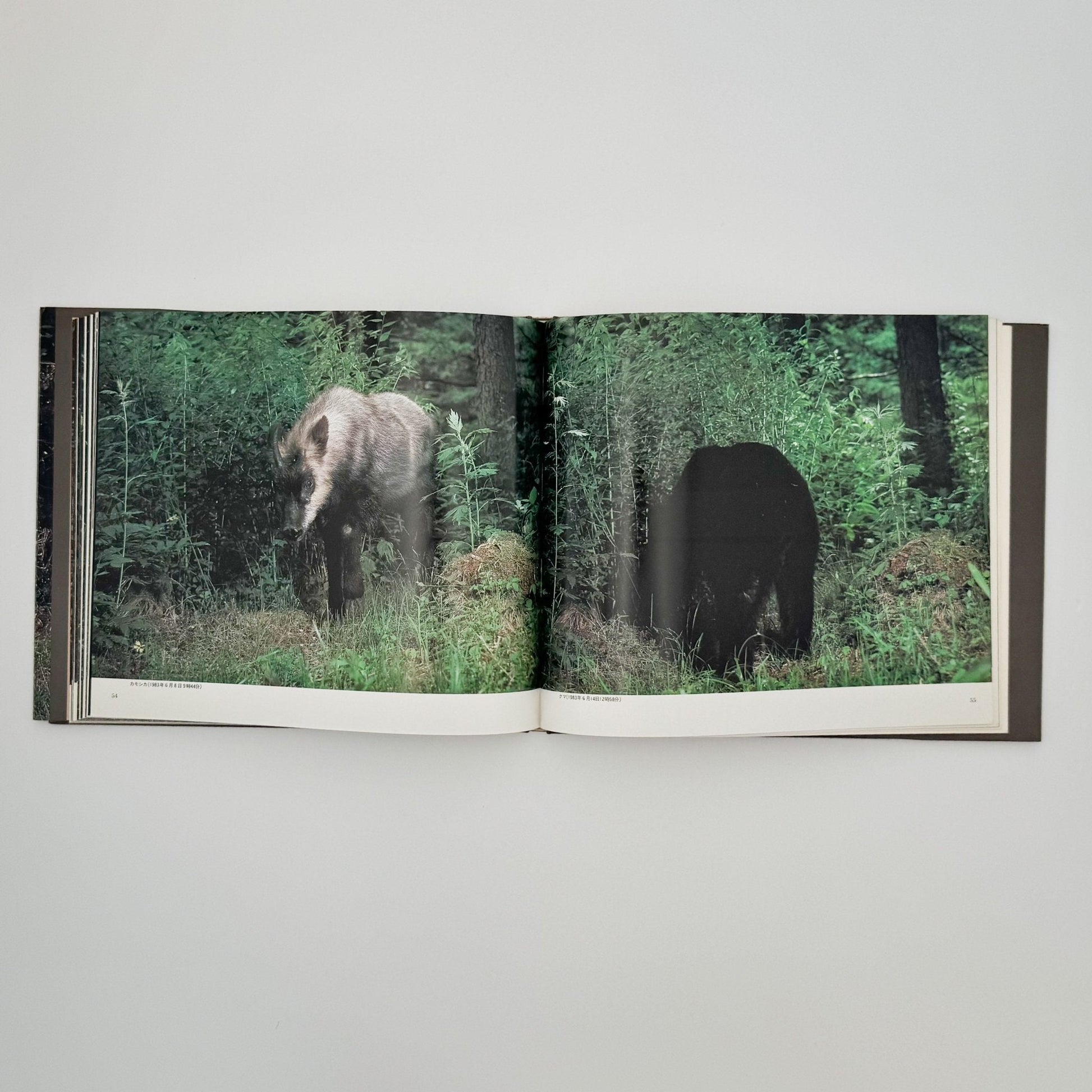 宮崎学　けもの道の四季 - 平凡社 - 文福