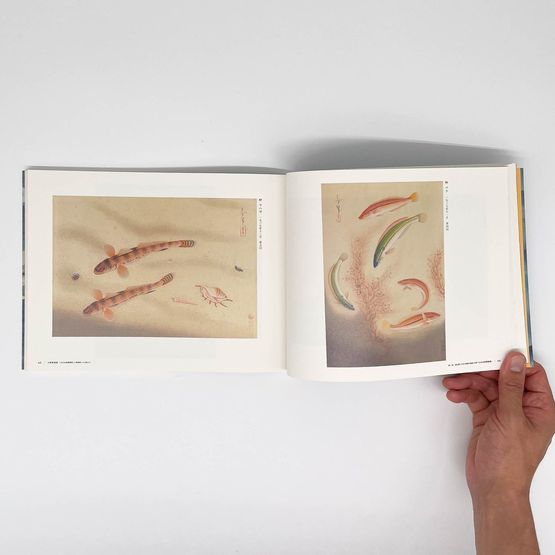 大野麥風展　「大日本魚類画集」と博物画にみる魚たち - 東京ステーションギャラリー - 文福