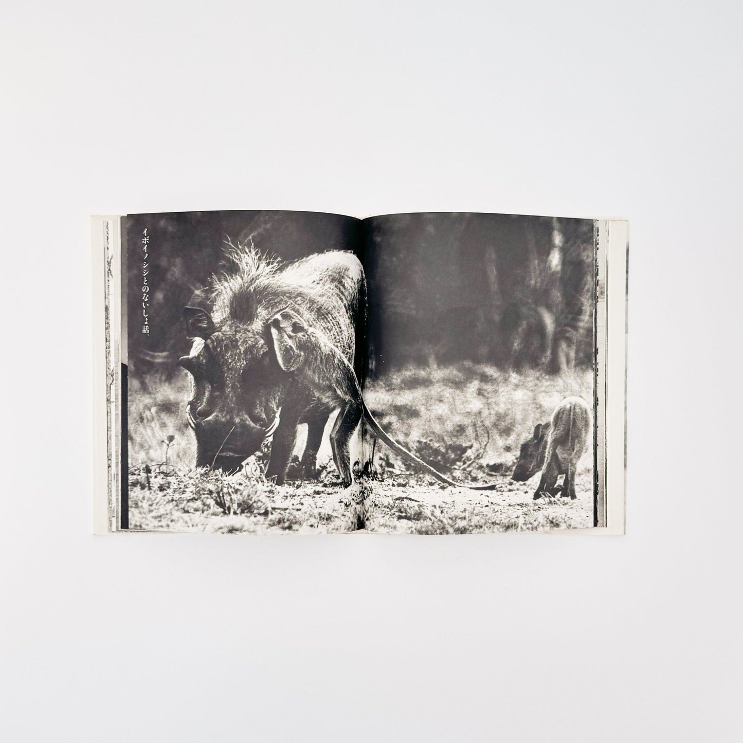 ピーター・ビアード　楽園からの最後の言葉 - 集英社 - 文福