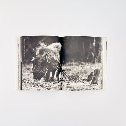 ピーター・ビアード　楽園からの最後の言葉 - 集英社 - 文福