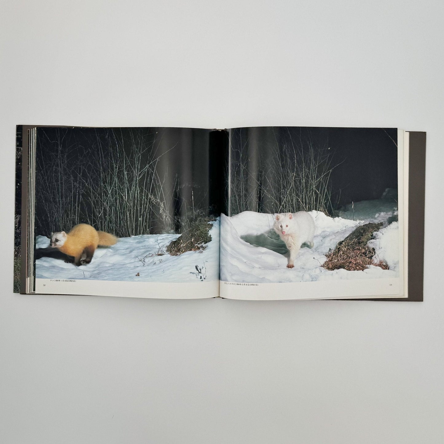 宮崎学　けもの道の四季 - 平凡社 - 文福