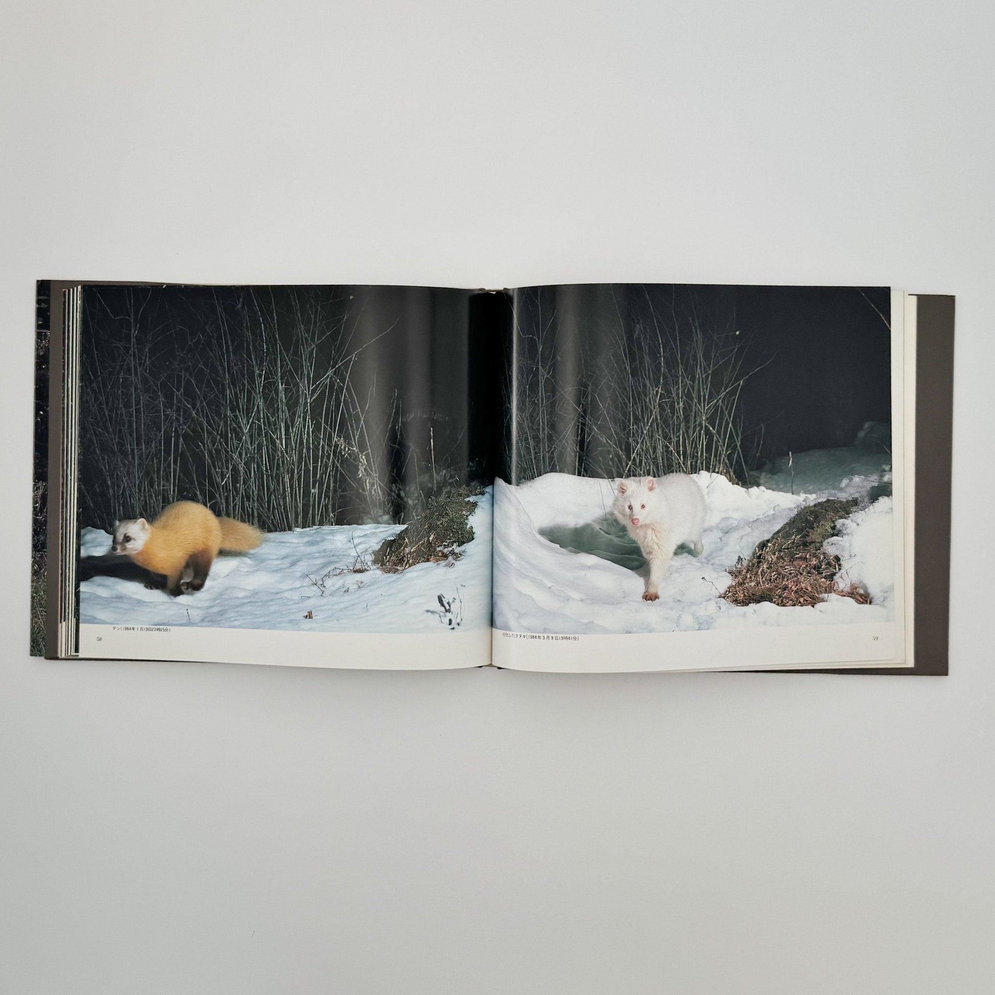 宮崎学　けもの道の四季 - 平凡社 - 文福