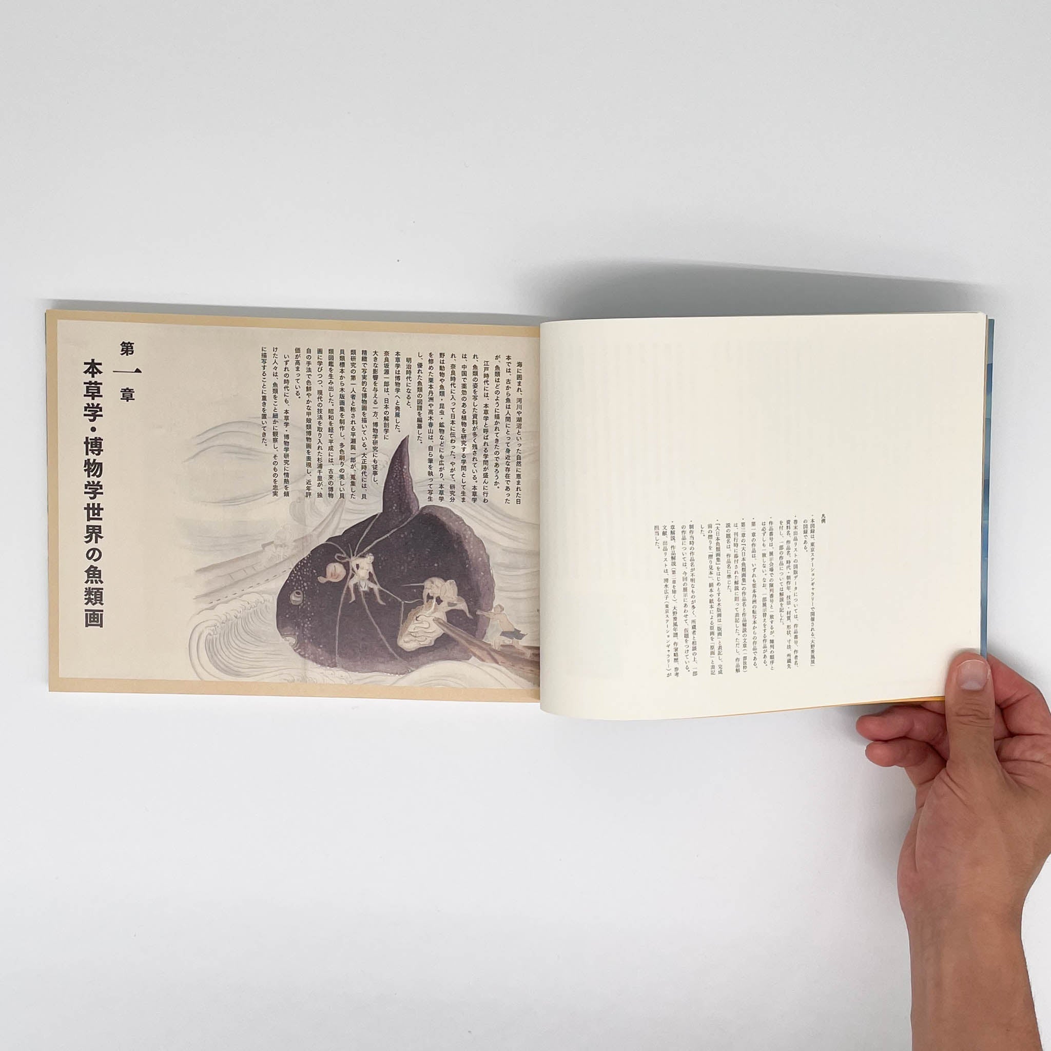 大野麥風展 「大日本魚類画集」と博物画にみる魚たち （展覧会図録