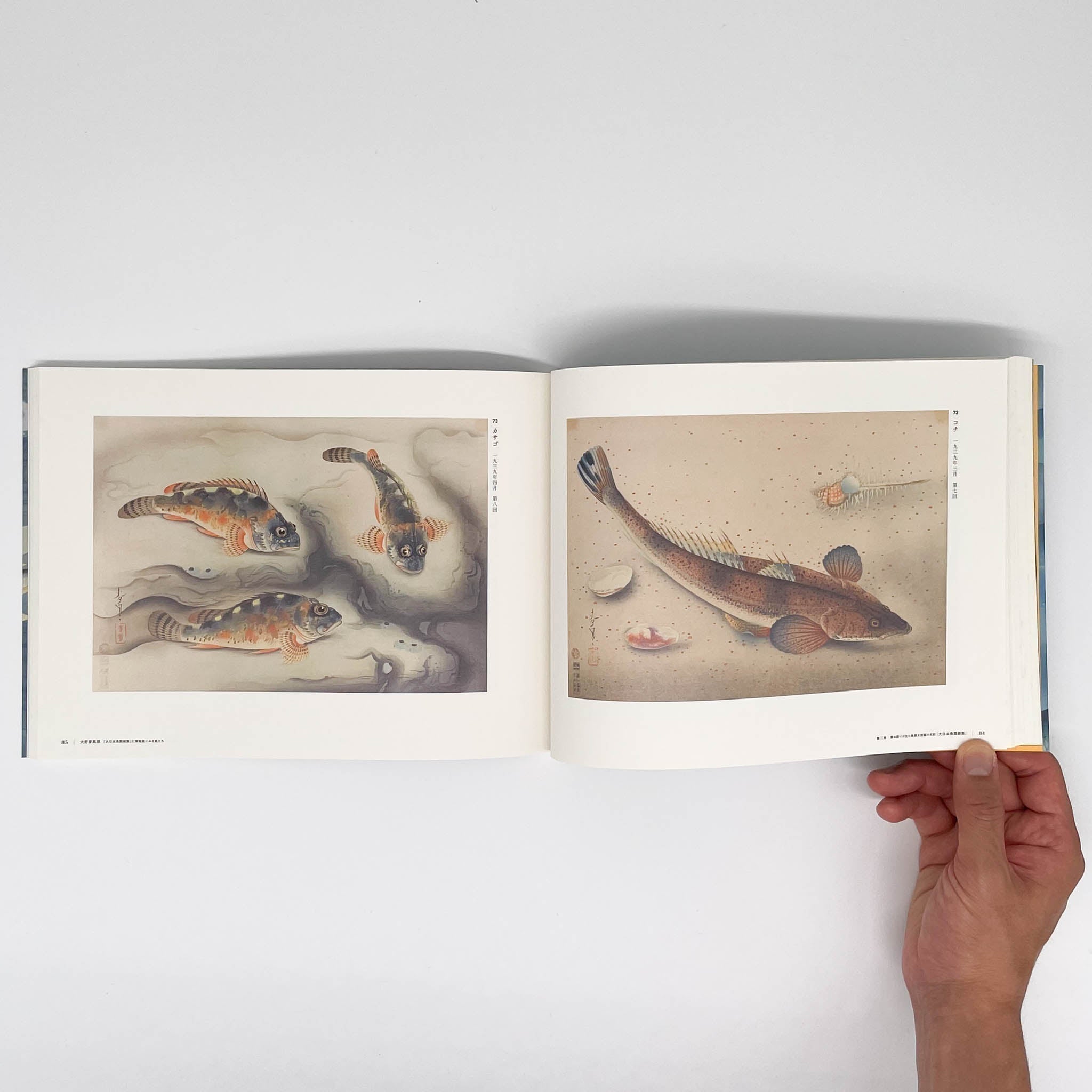 大野麥風展 「大日本魚類画集」と博物画にみる魚たち （展覧会図録