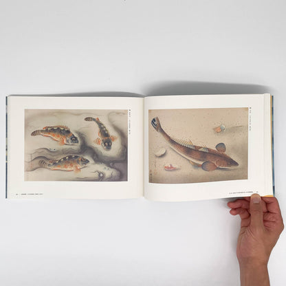 大野麥風展　「大日本魚類画集」と博物画にみる魚たち - 東京ステーションギャラリー - 文福
