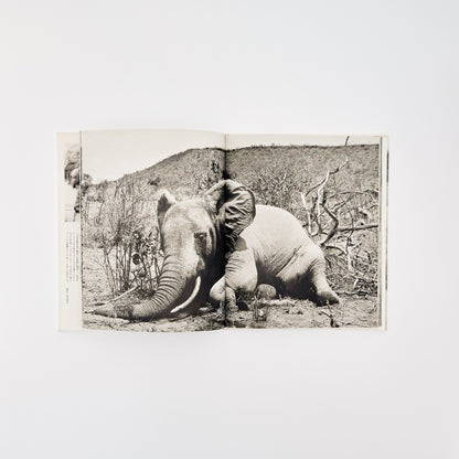 ピーター・ビアード　楽園からの最後の言葉 - 集英社 - 文福